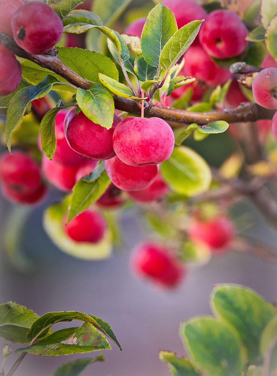 910x1235 Ornamental apple tree 1080P, 2K, 4K, 5K HD wallpaper free download
