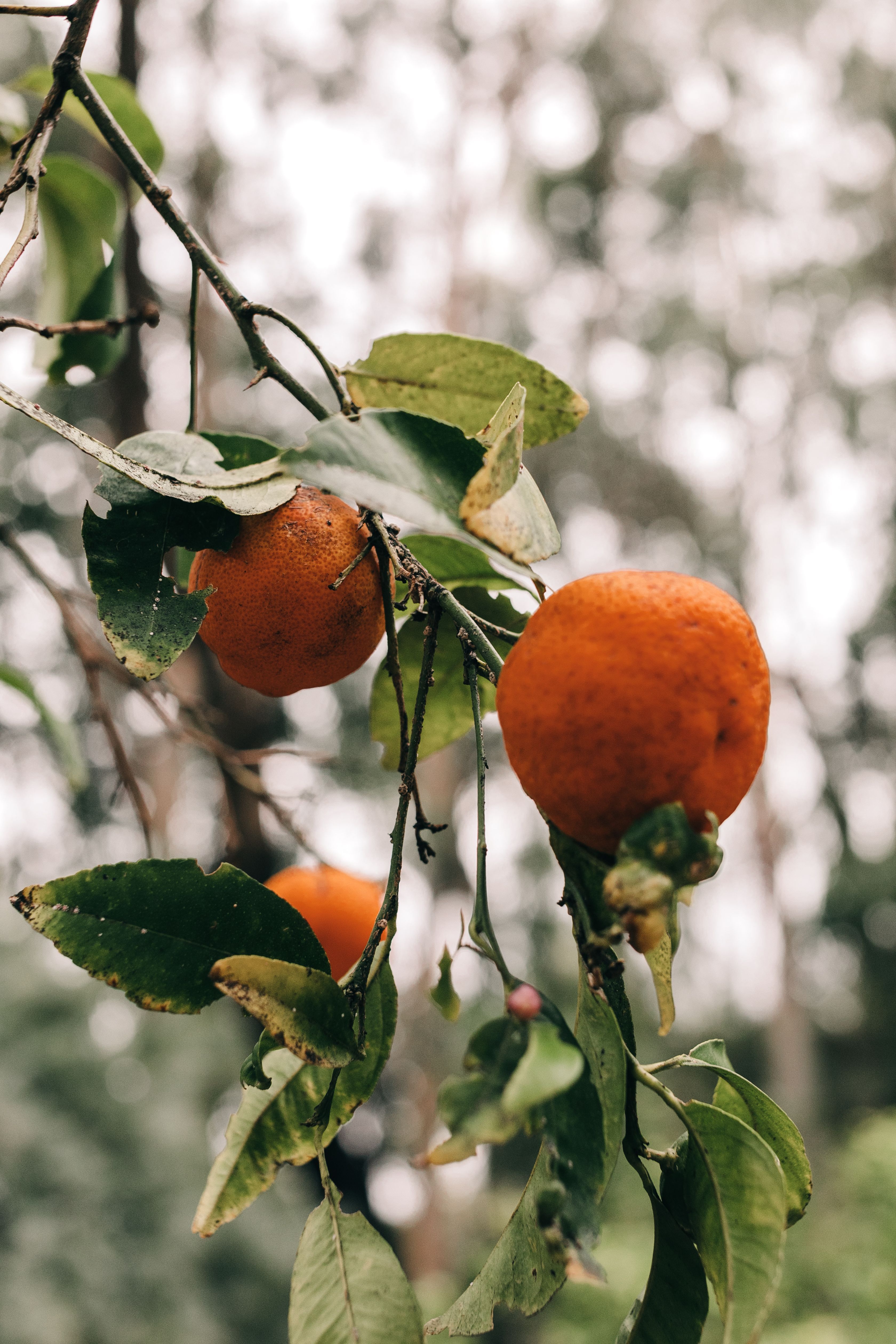 3360x5040 Branch of tree with fruits · Free