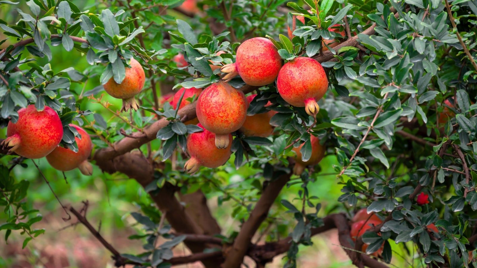 1600x900 Underrated Fruit Trees You Can Plant in September