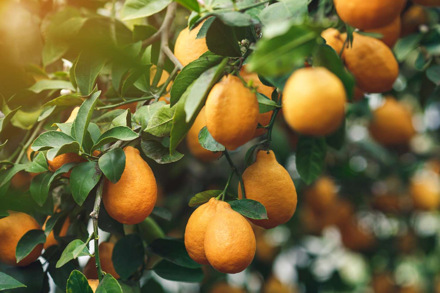 1500x1000 Fruit Trees That Thrive in Greenhouses All Winter