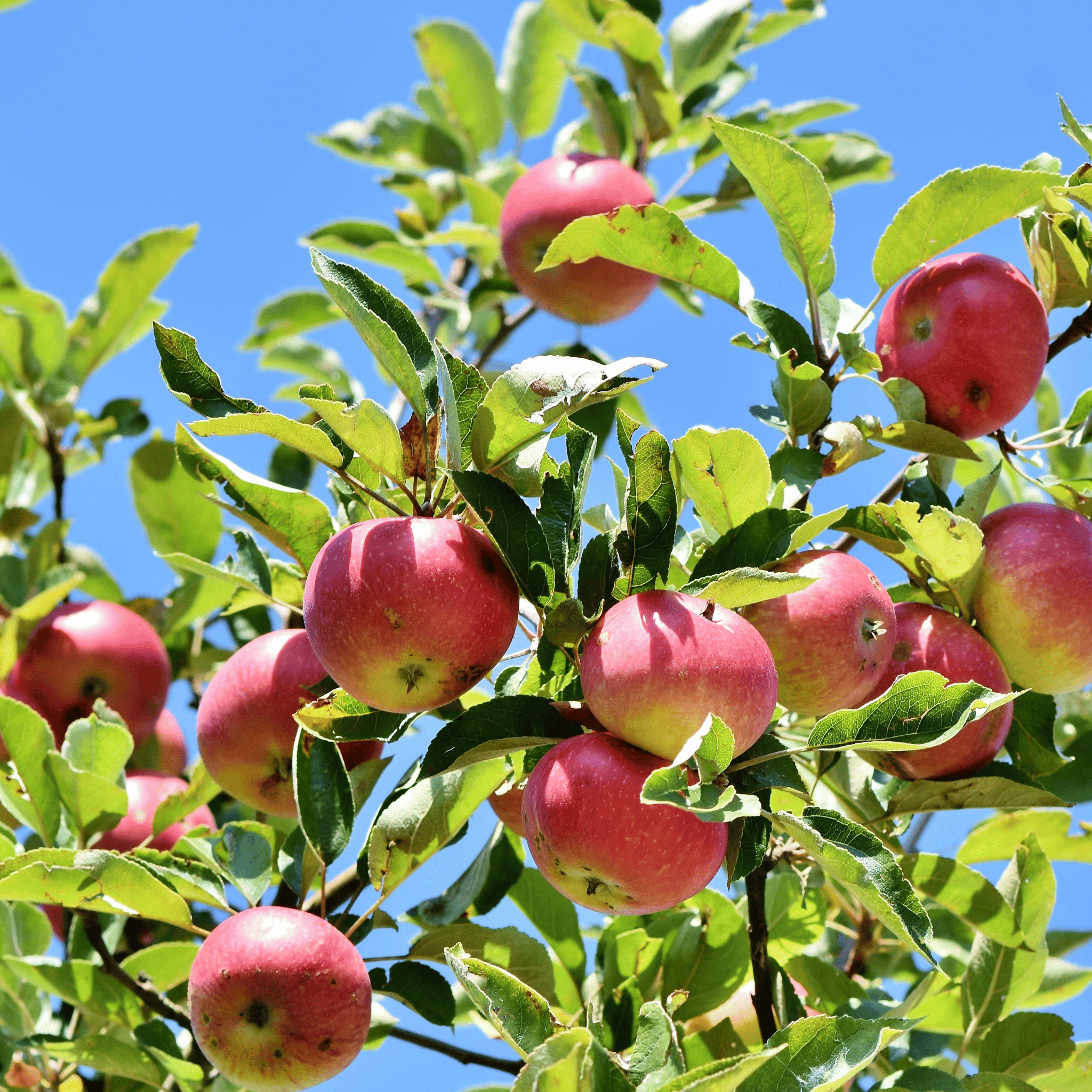 2048x2048 Fruit Trees