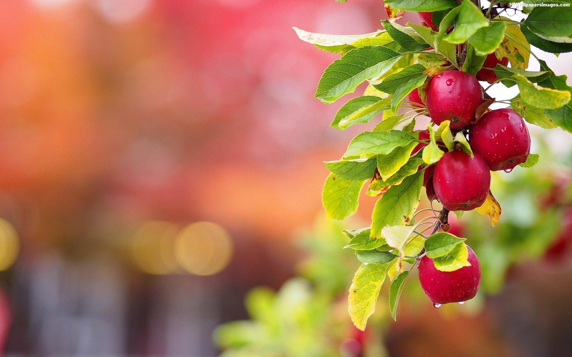 1920x1200 Fruit Trees Wallpaper