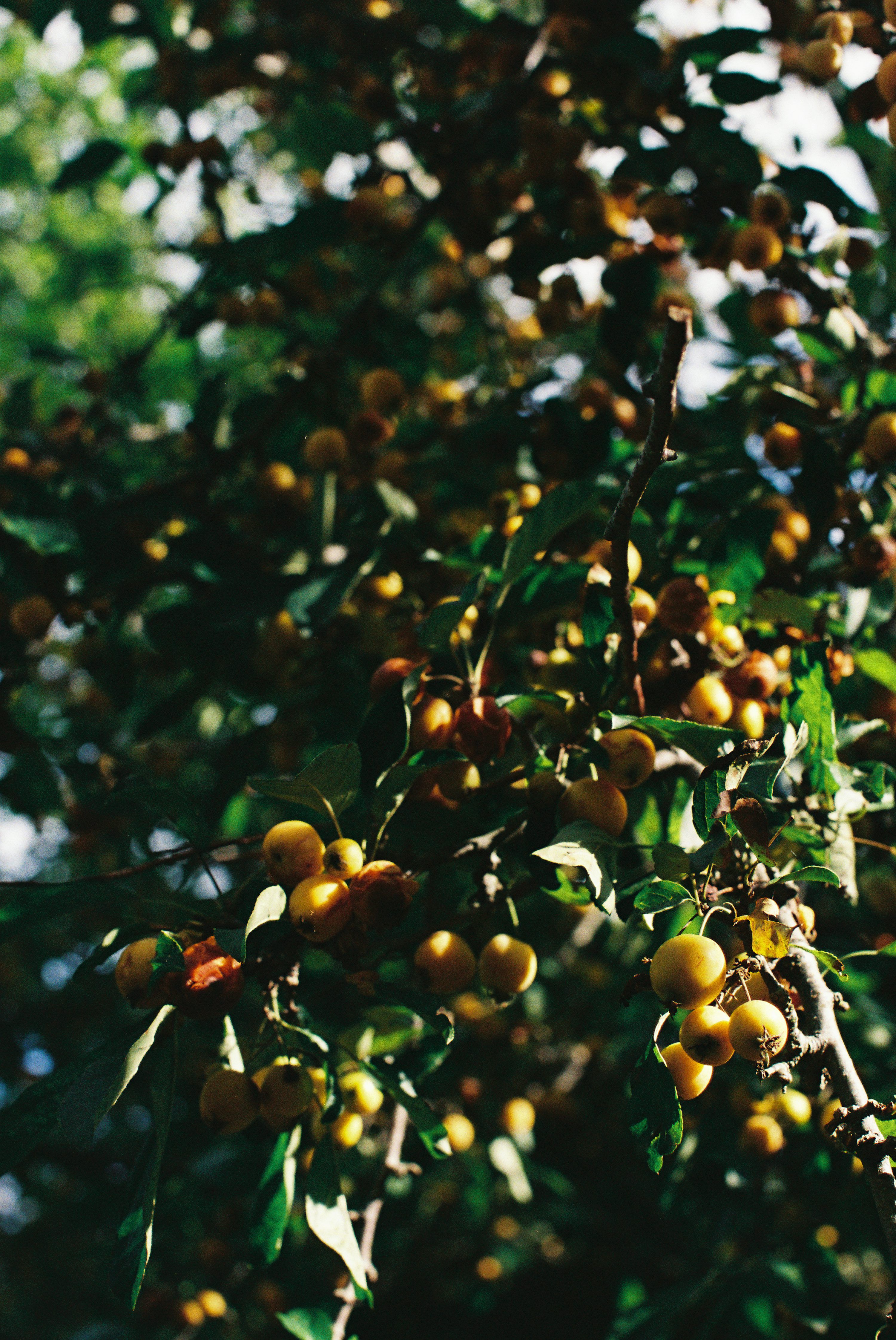 3000x4485 Yellow berries on a tree branch with green leaves photo