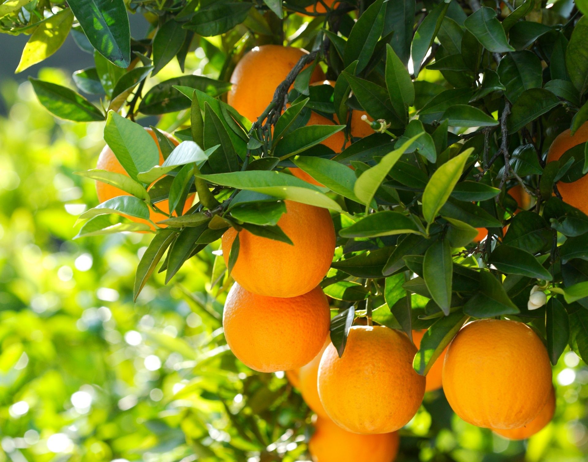 1920x1508 Wallpaper trees, nature, orange, fruit, nature, wood, fruits, oranges for mobile and desktop, section природа, resolution 1920x1508