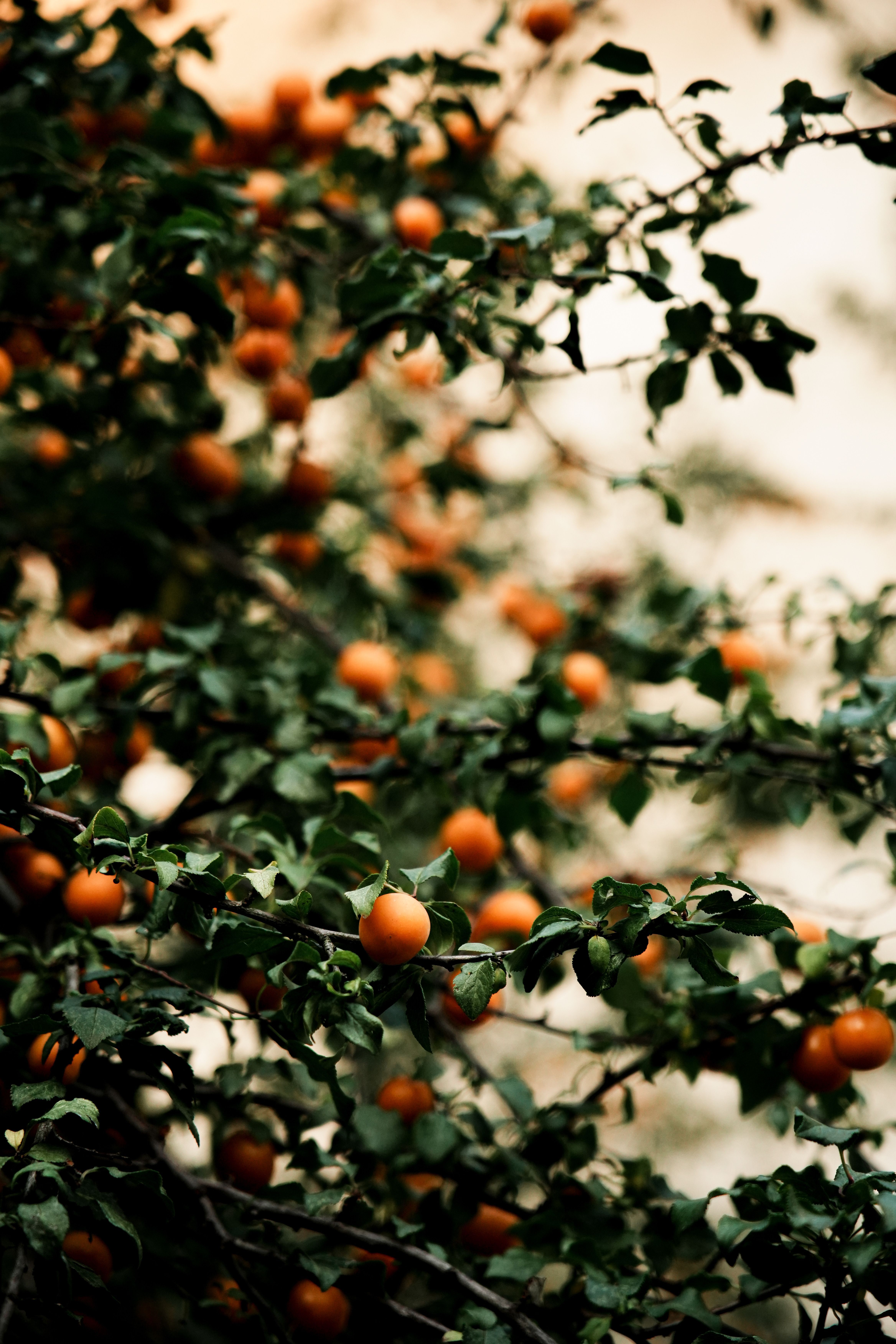 4672x7008 Fruit Bearing Tree Photo, Download The BEST Free Fruit Bearing Tree & HD Image