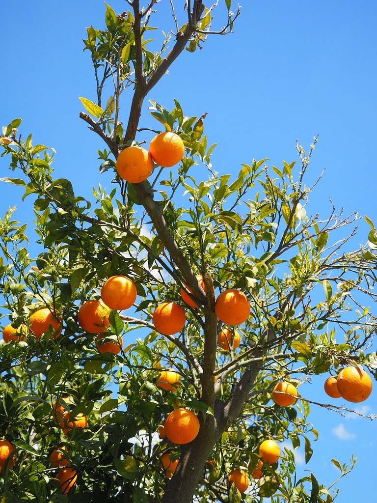 768x1024 An orange tree with lots of oranges growing on it. Oranges