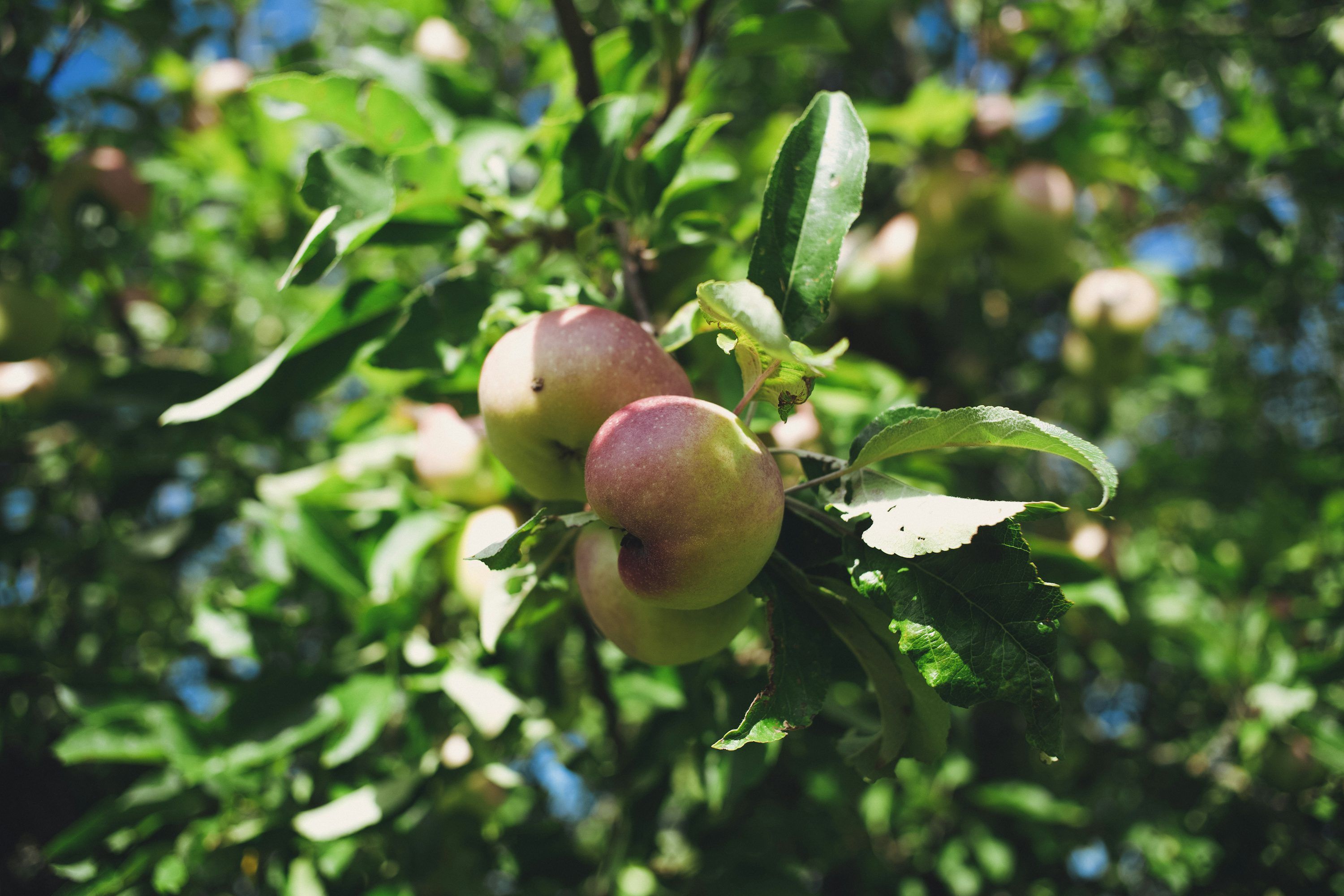3000x2000 Red apple fruit tree during daytime photo