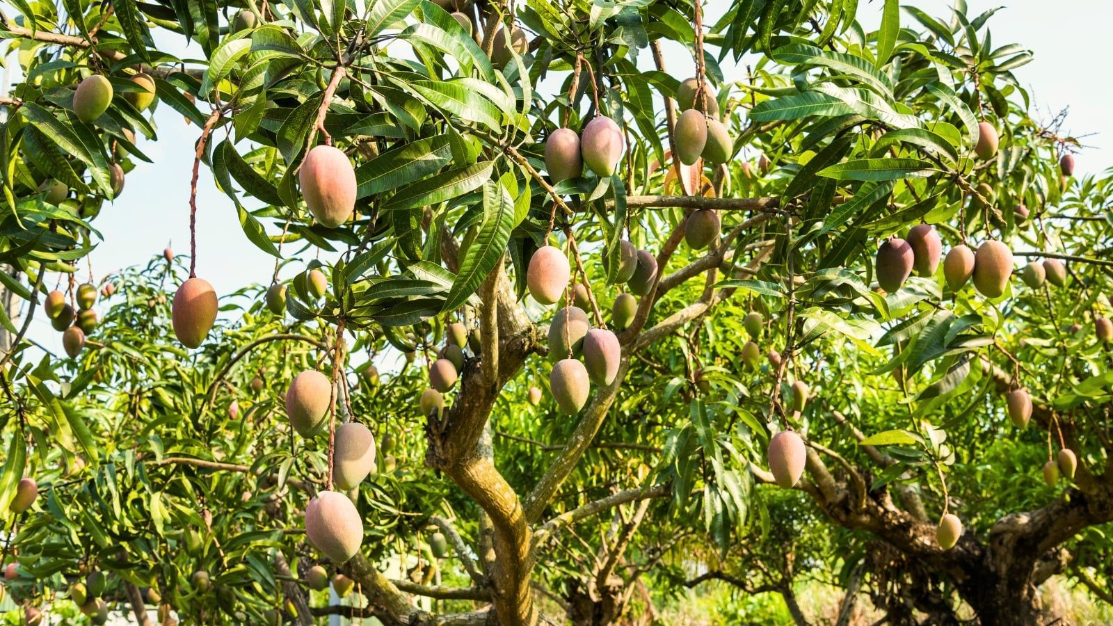1600x900 The Fruit Trees That Look Great in Suburban Landscapes
