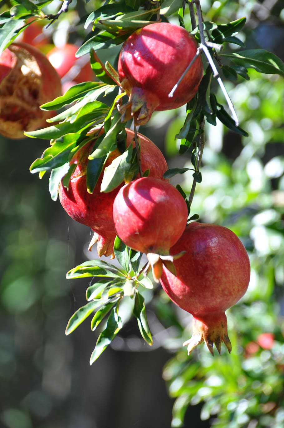 910x1370 Pomegranate tree 1080P, 2K, 4K, 5K HD wallpaper free download