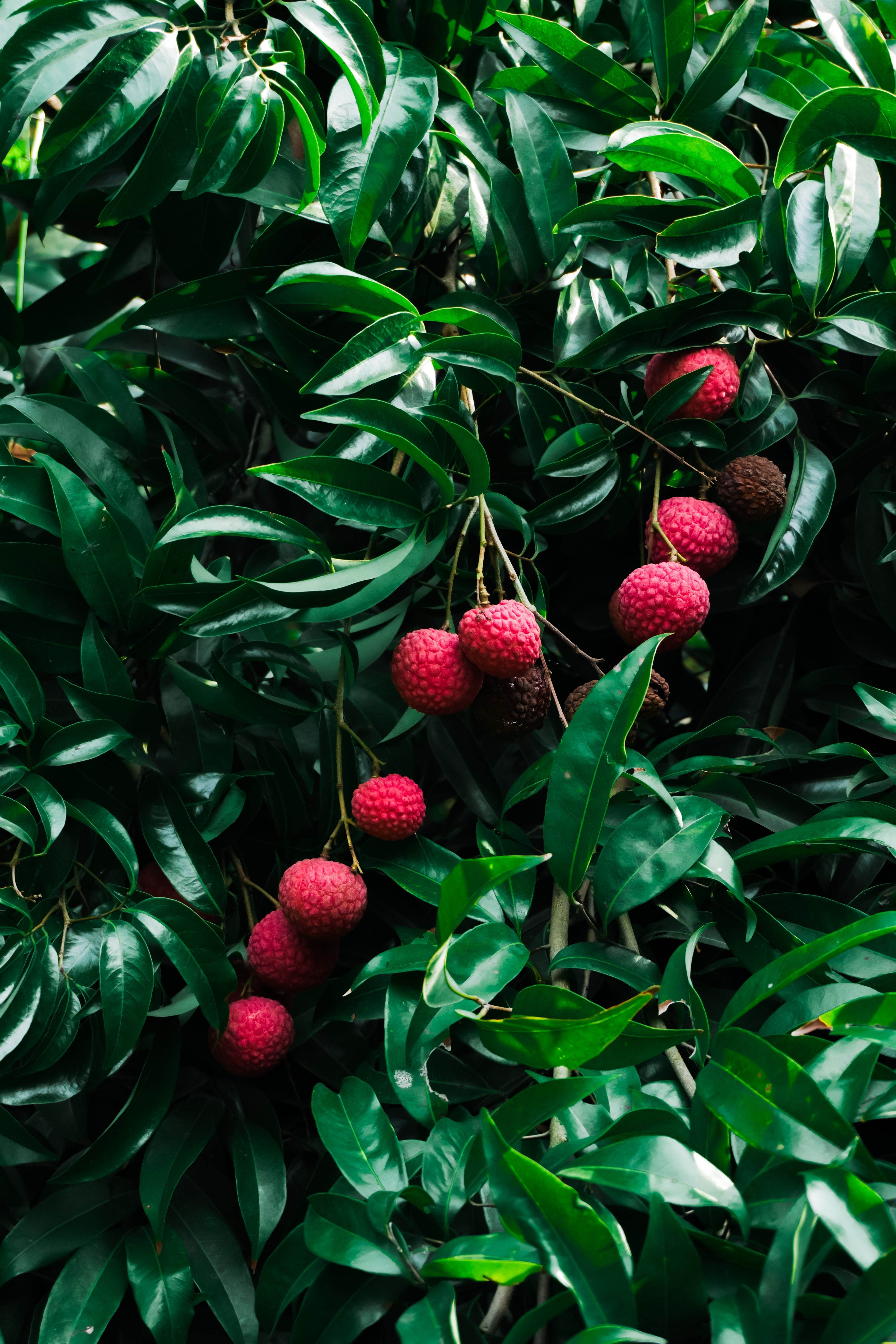 4128x6192 A tree with fruit on it in the rain · Free