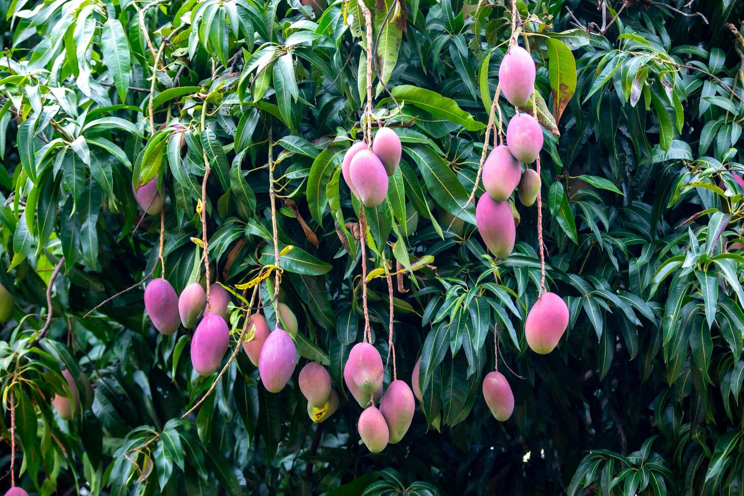 1470x980 Ripe tropical mango fruits on the tree