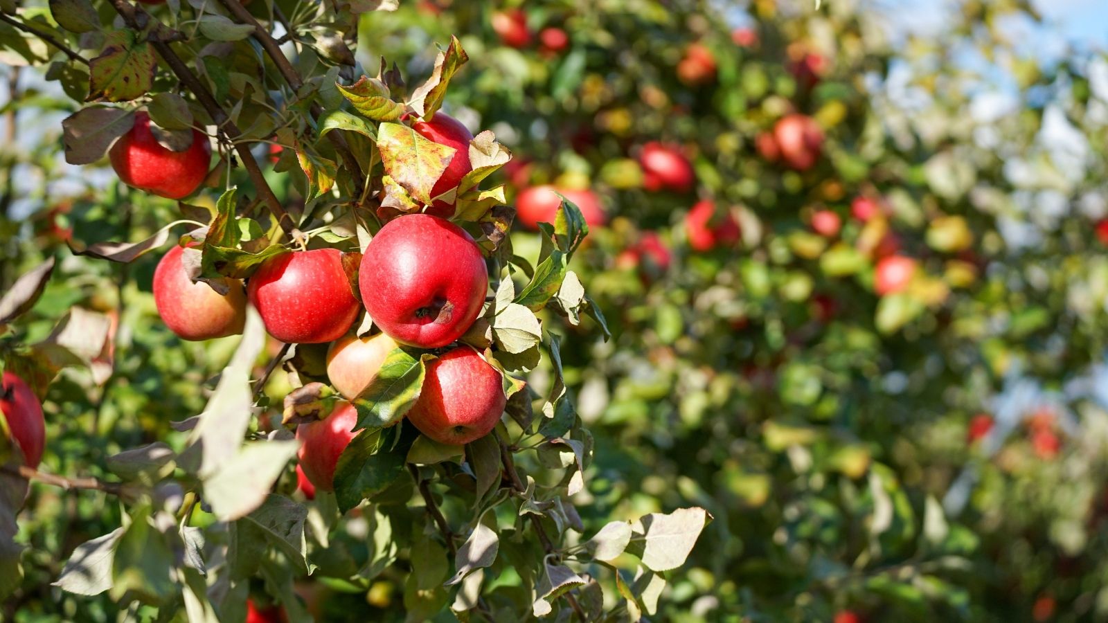 1600x900 The Fruit Trees That Look Great in Suburban Landscapes