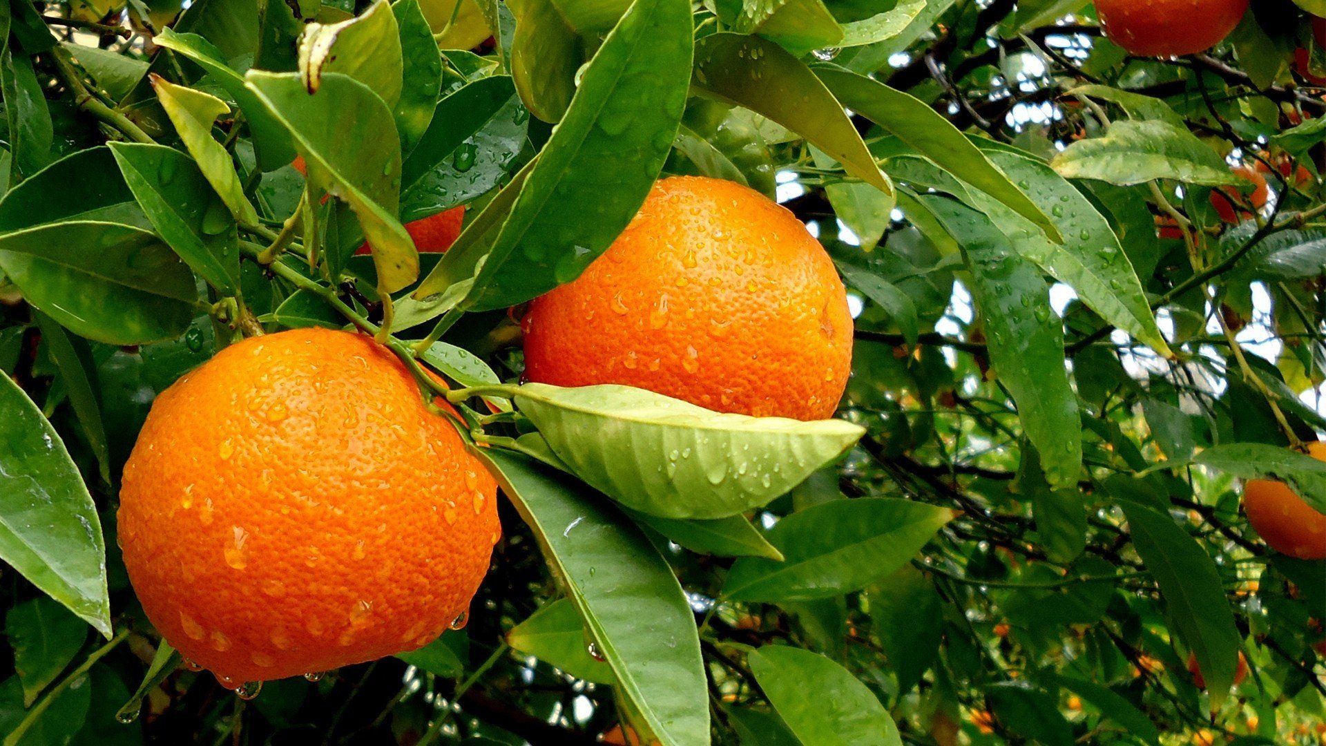 1920x1080 fruits, Leaves, Oranges, Water, Drops, Fruit, Trees Wallpaper HD / Desktop and Mobile Background