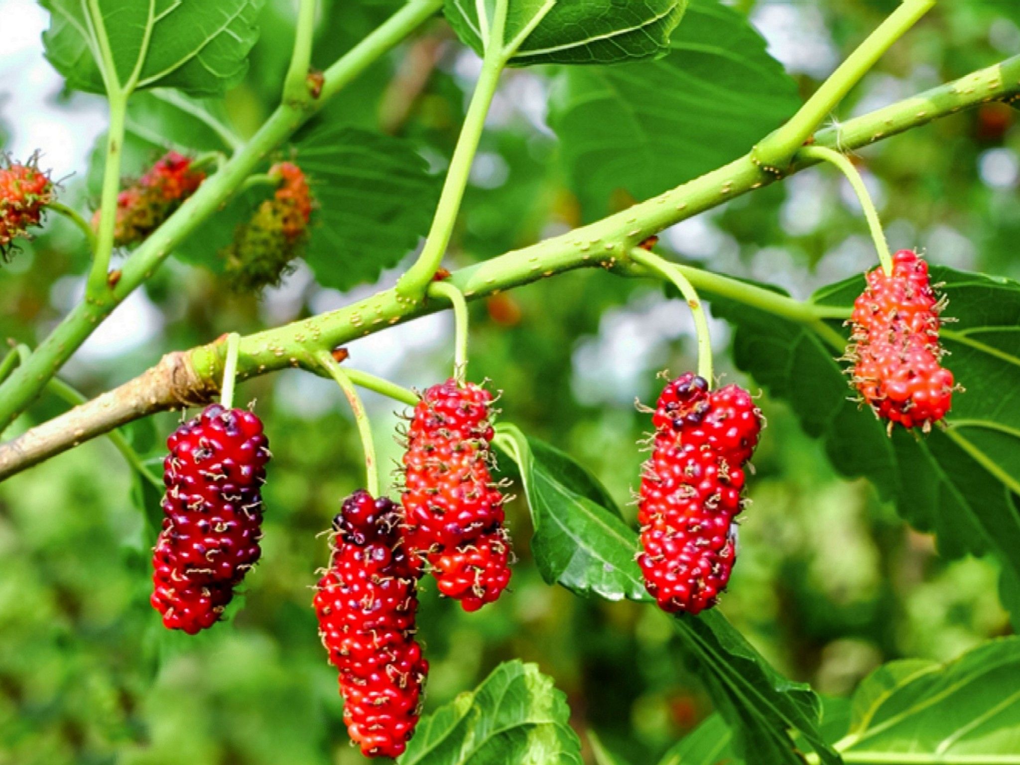 2048x1536 Best Fruit Trees To Grow For Growing Fruit Trees