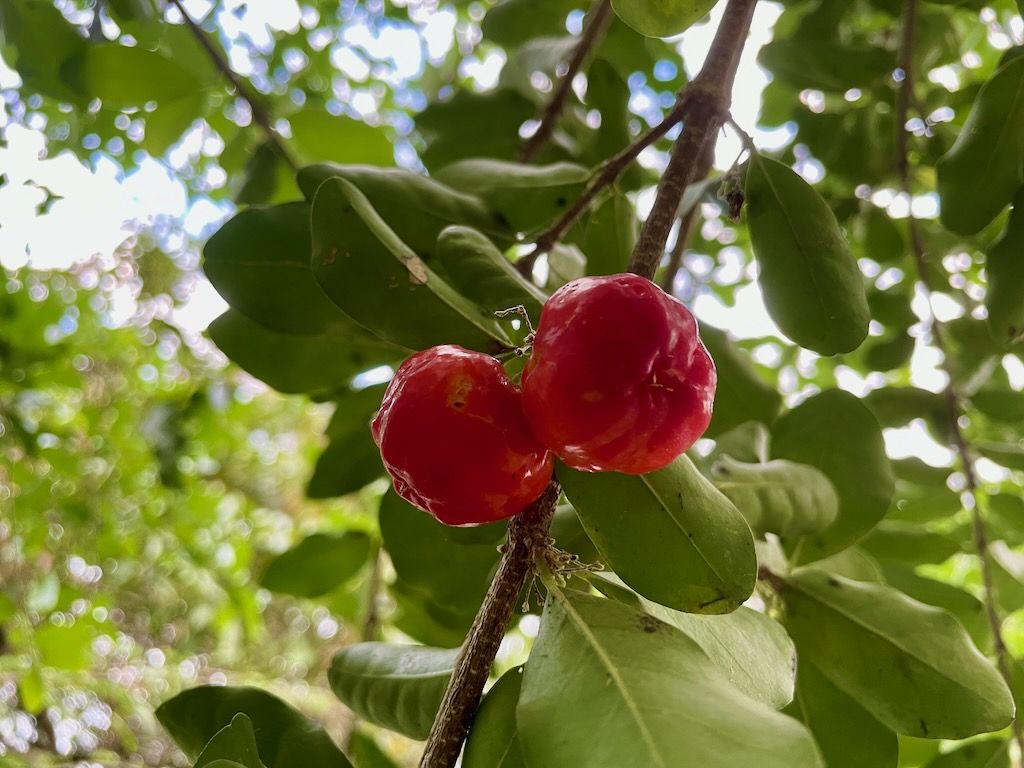 1024x768 Super Fast Growing Fruit Trees (From Personal Experience in QLD) Aussie Roots