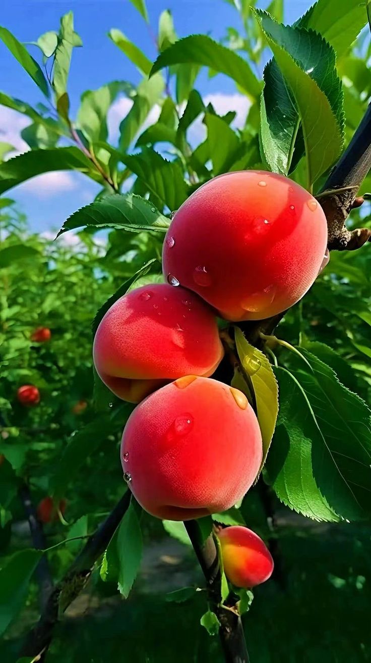 736x1313 Exotic fruit wallpaper. Fruit cat wallpaper, Fruit in garden, Beautiful fruits