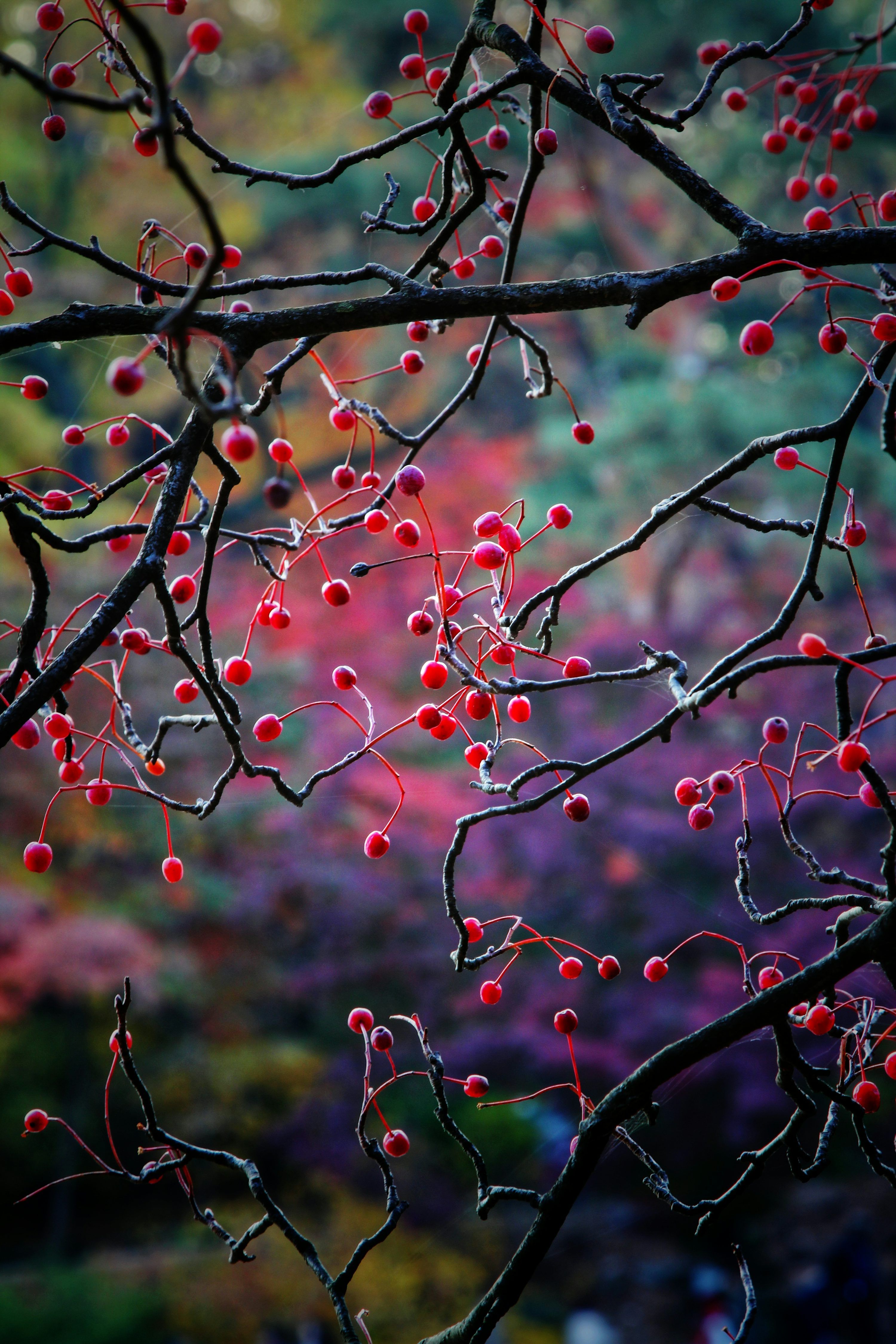 3000x4500 Red fruits on tree photo