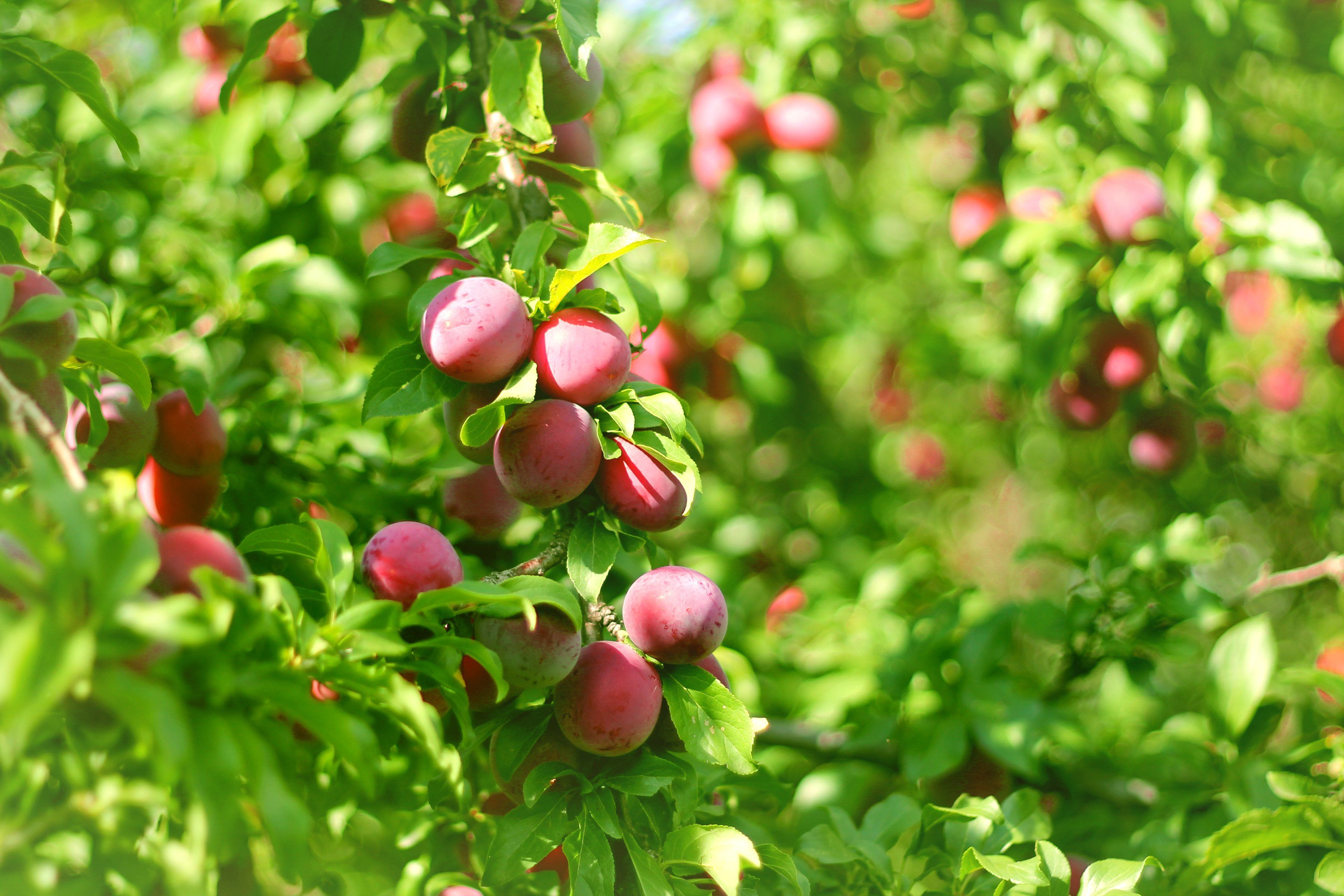 3600x2400 cherry plum, Tree, Fruits, Ripe, Tasty, Summer, Leaves Wallpaper HD / Desktop and Mobile Background