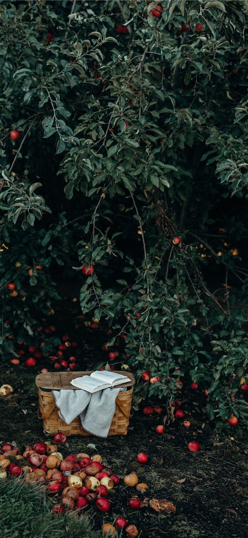828x1792 photo of basket near fruits and tree iPhone 11 Wallpaper Free Download