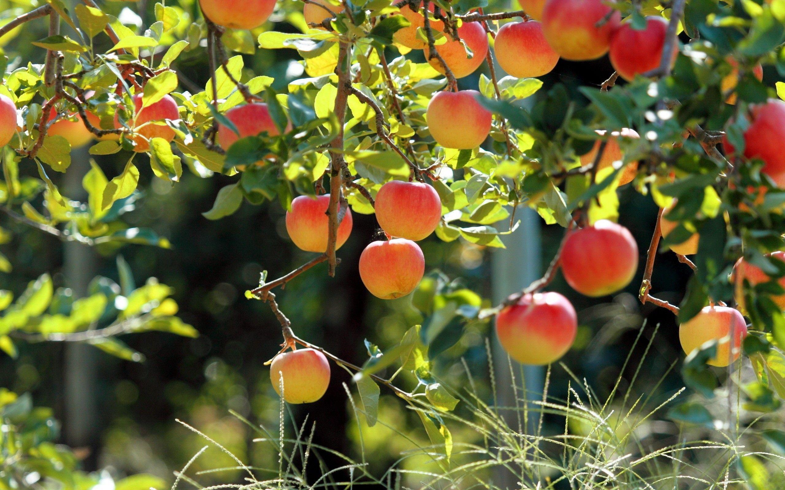 2560x1600 Fruits Tree Wallpaper