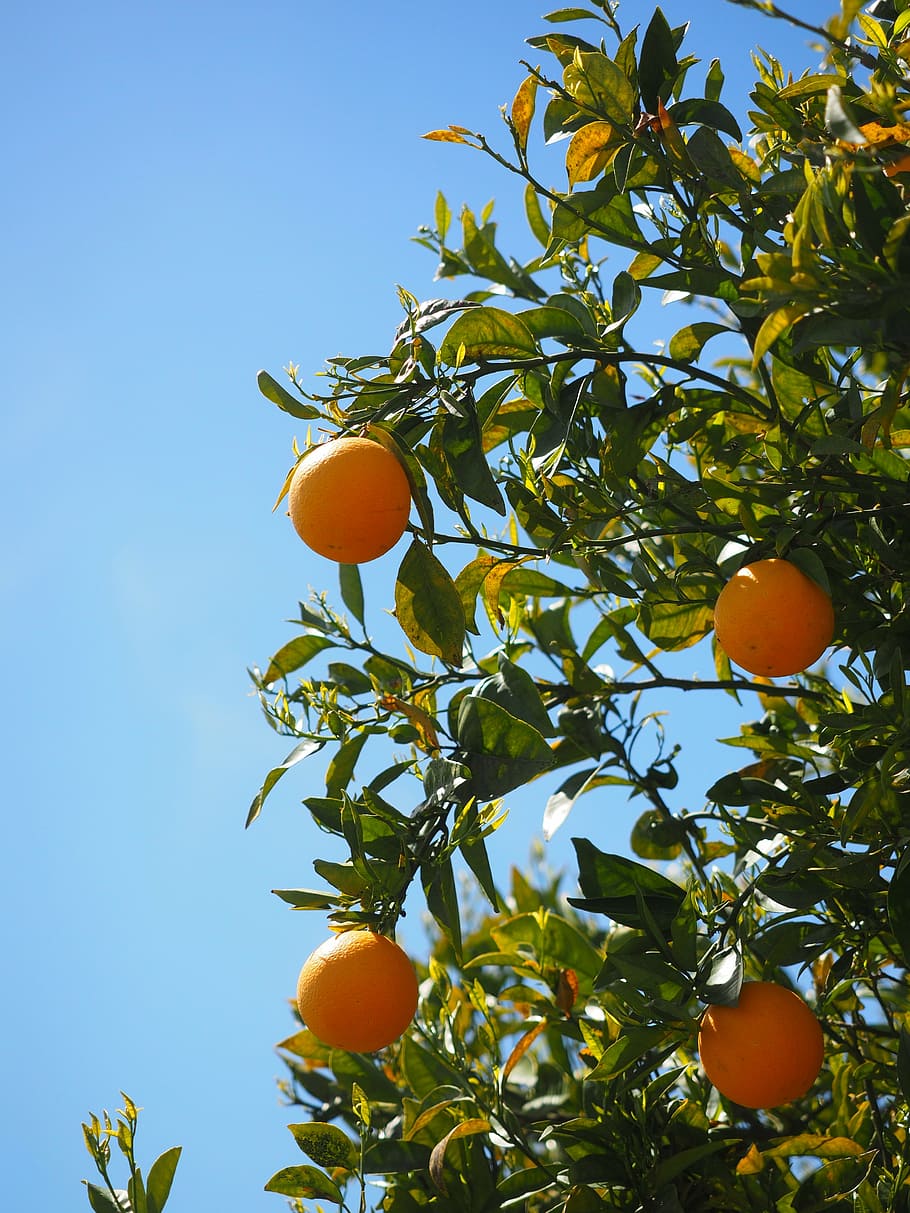 910x1213 oranges, fruits, orange tree, citrus fruits, tree, leaves, aesthetic, foliage