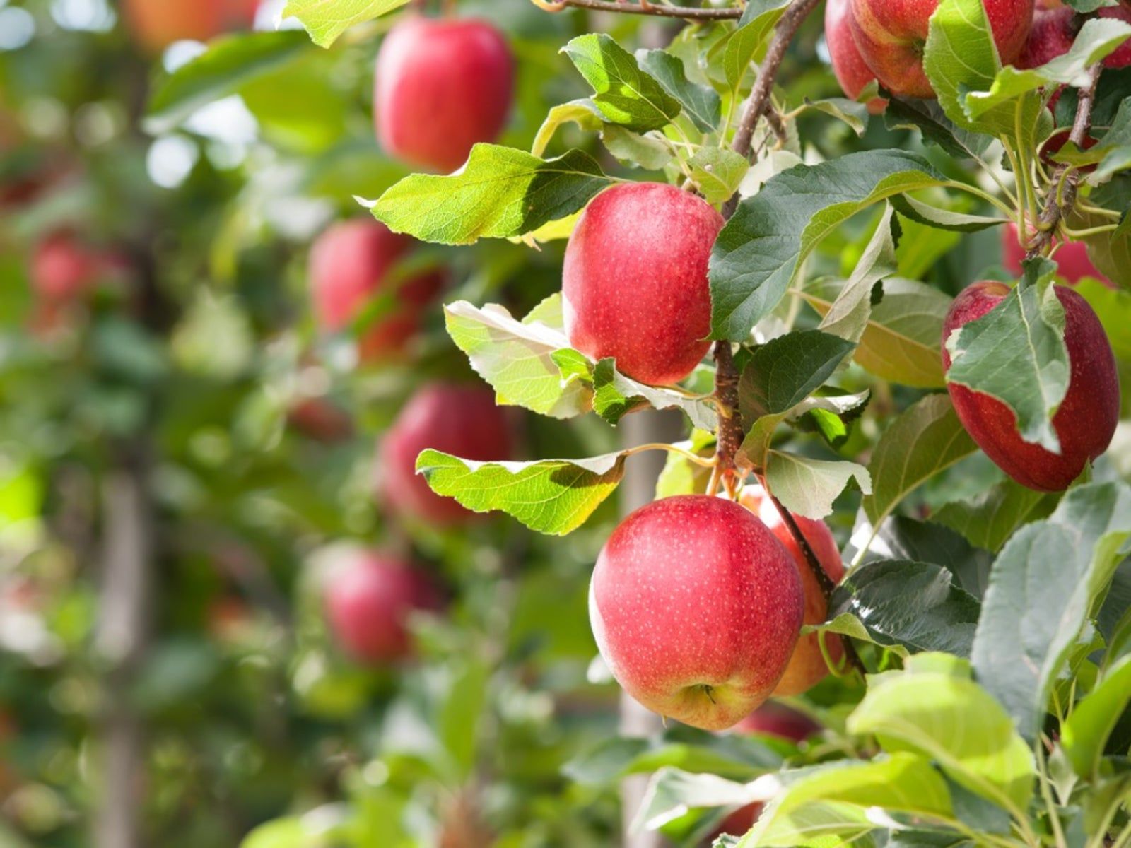 1600x1200 Apple Tree Fruiting An Apple Tree Does Not Bear Fruit. Gardening Know How