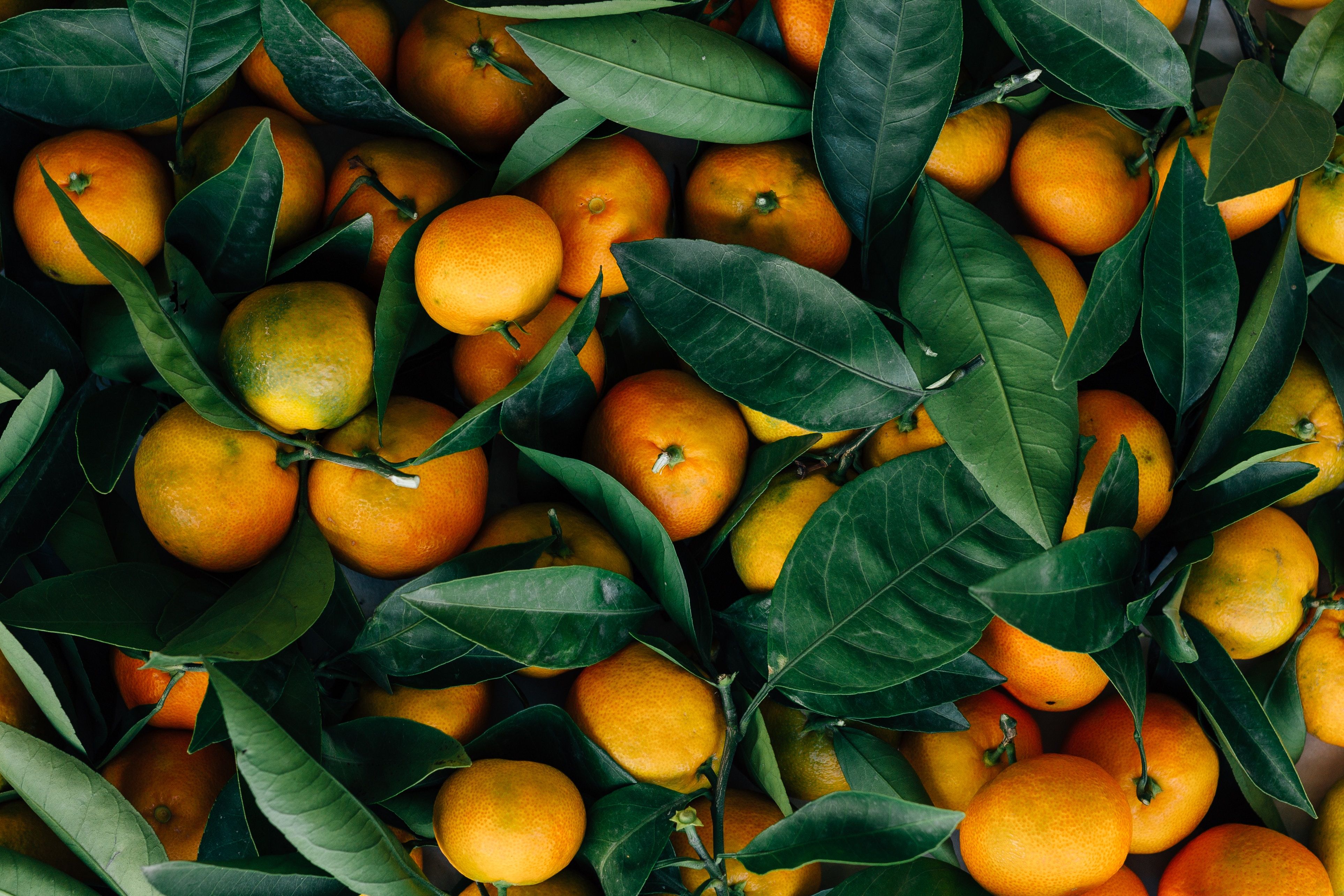 3852x2569 Wallpaper Orange Fruits on Green Leaves, Background Free Image