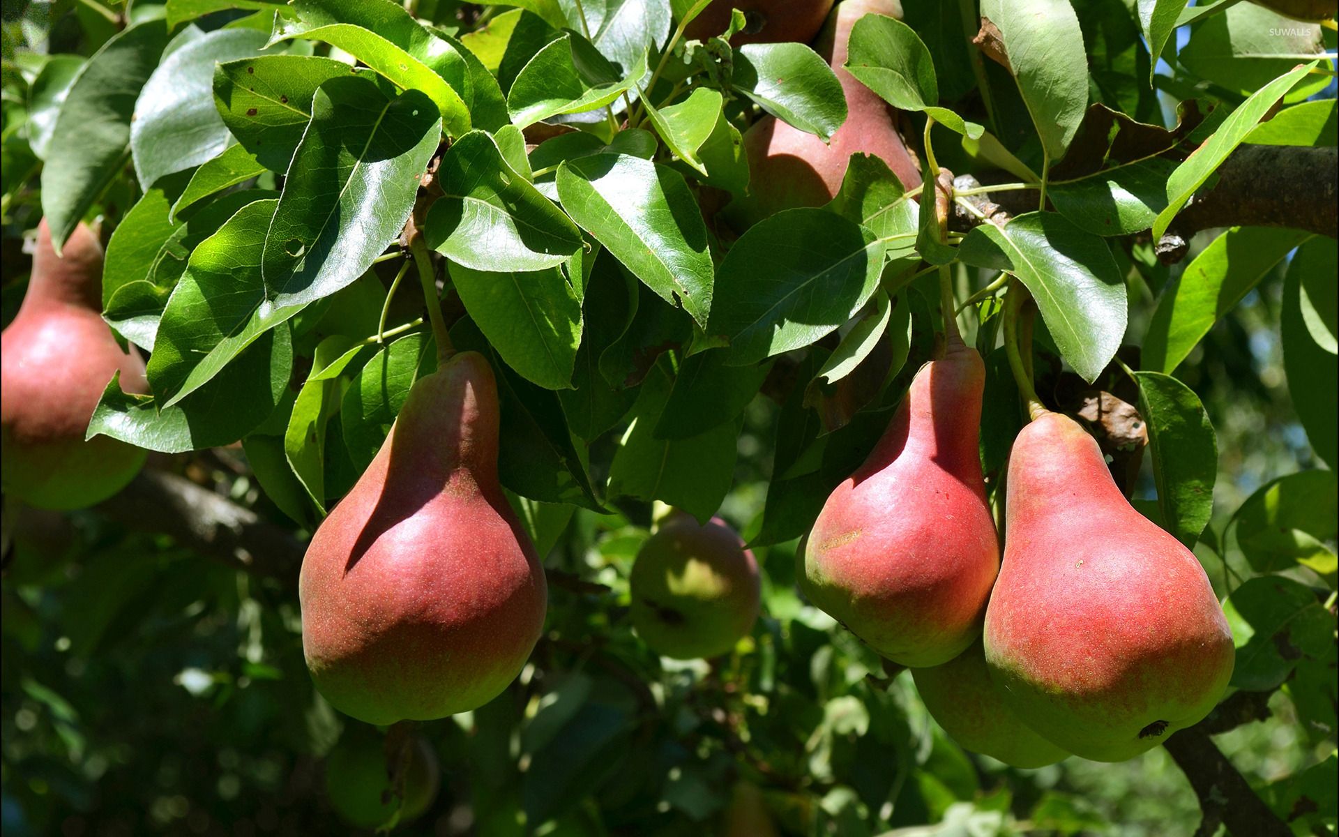 1920x1200 Pears in the tree wallpaper wallpaper