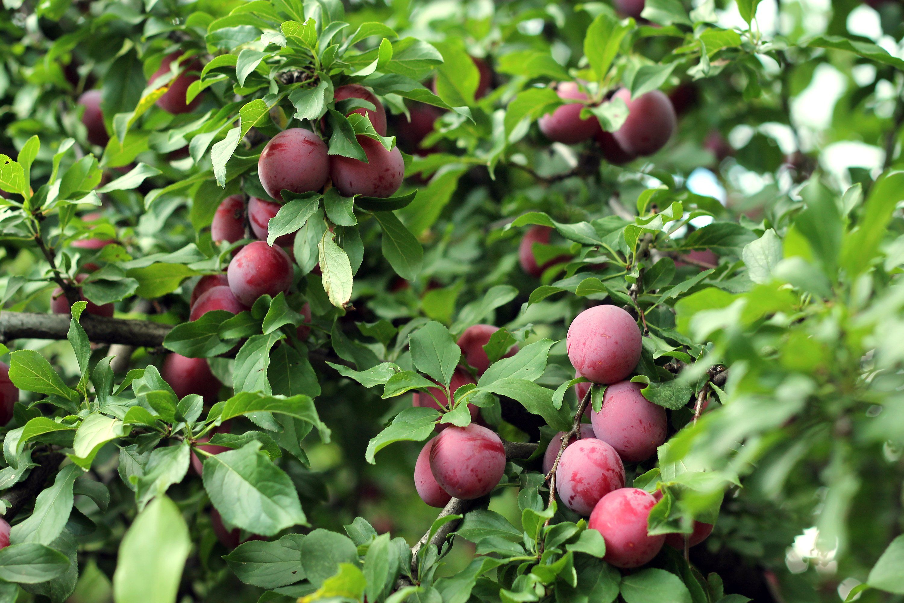 3000x2000 cherry plum, Fruits, Berries, Tree, Harvest, Leaves, Nature, Summer Wallpaper HD / Desktop and Mobile Background