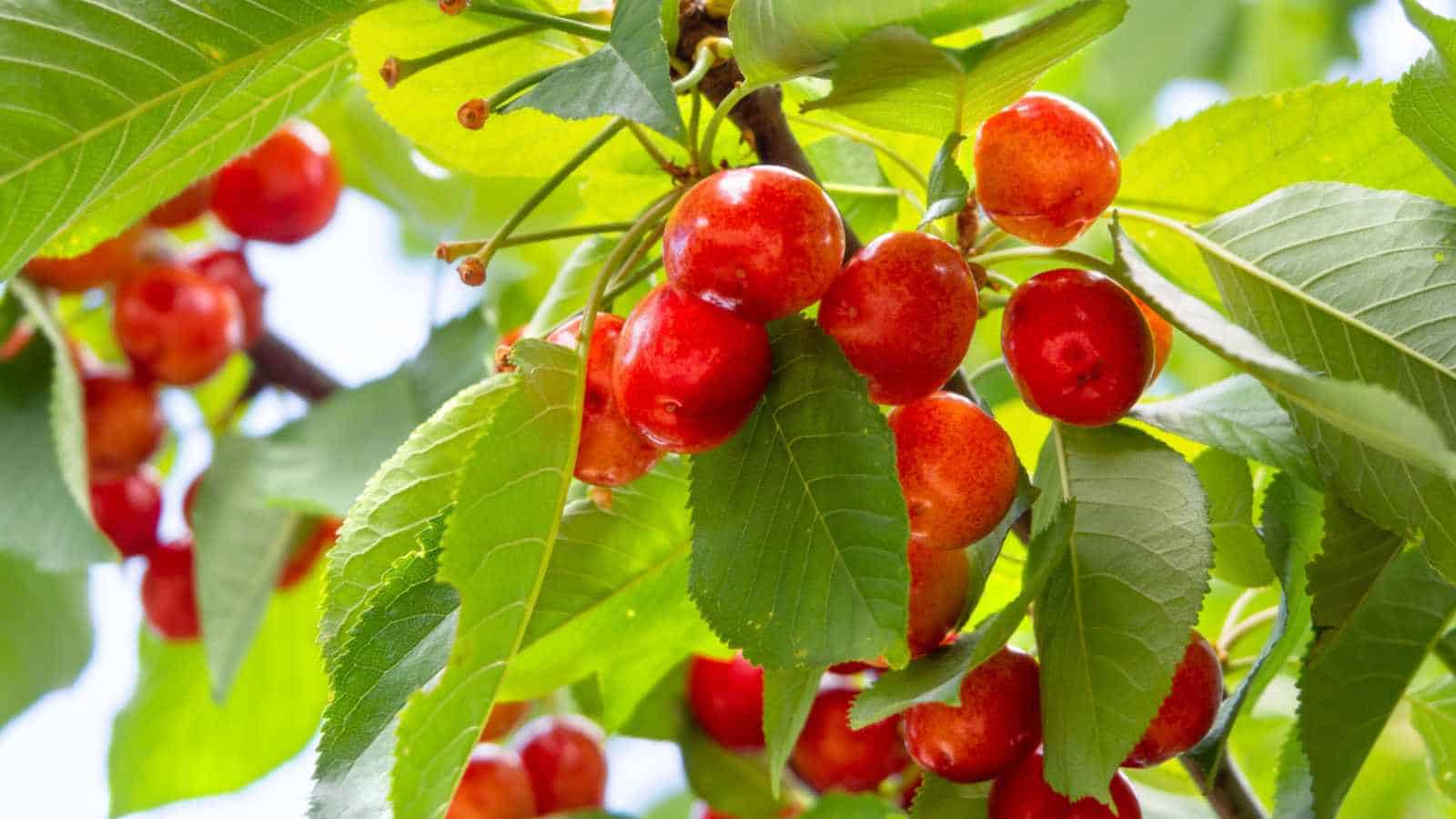 1600x900 The Best Fast Growing Fruit Trees For Your Garden