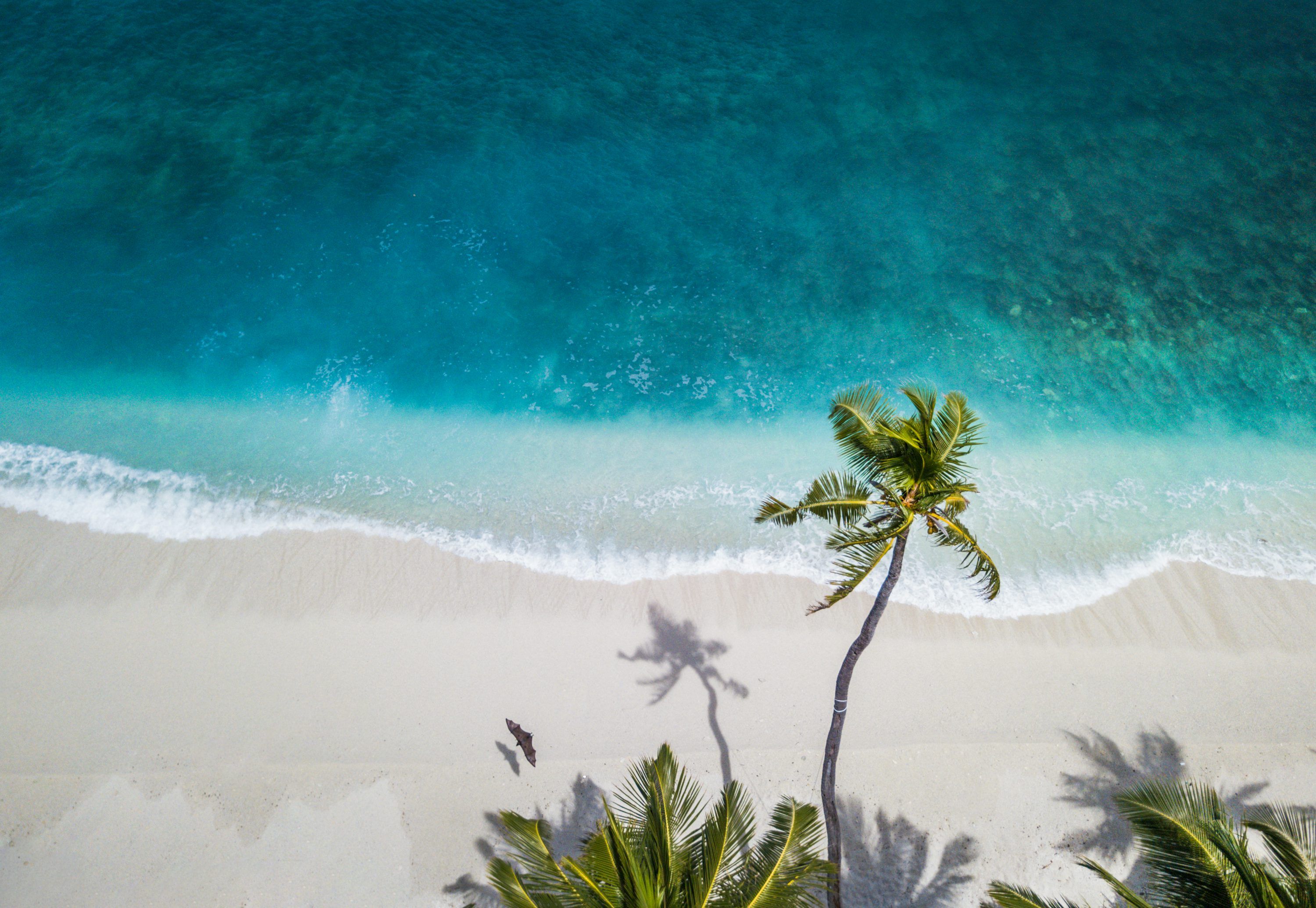 3000x2070 Tropical Wallpaper: Free HD Download [4K]