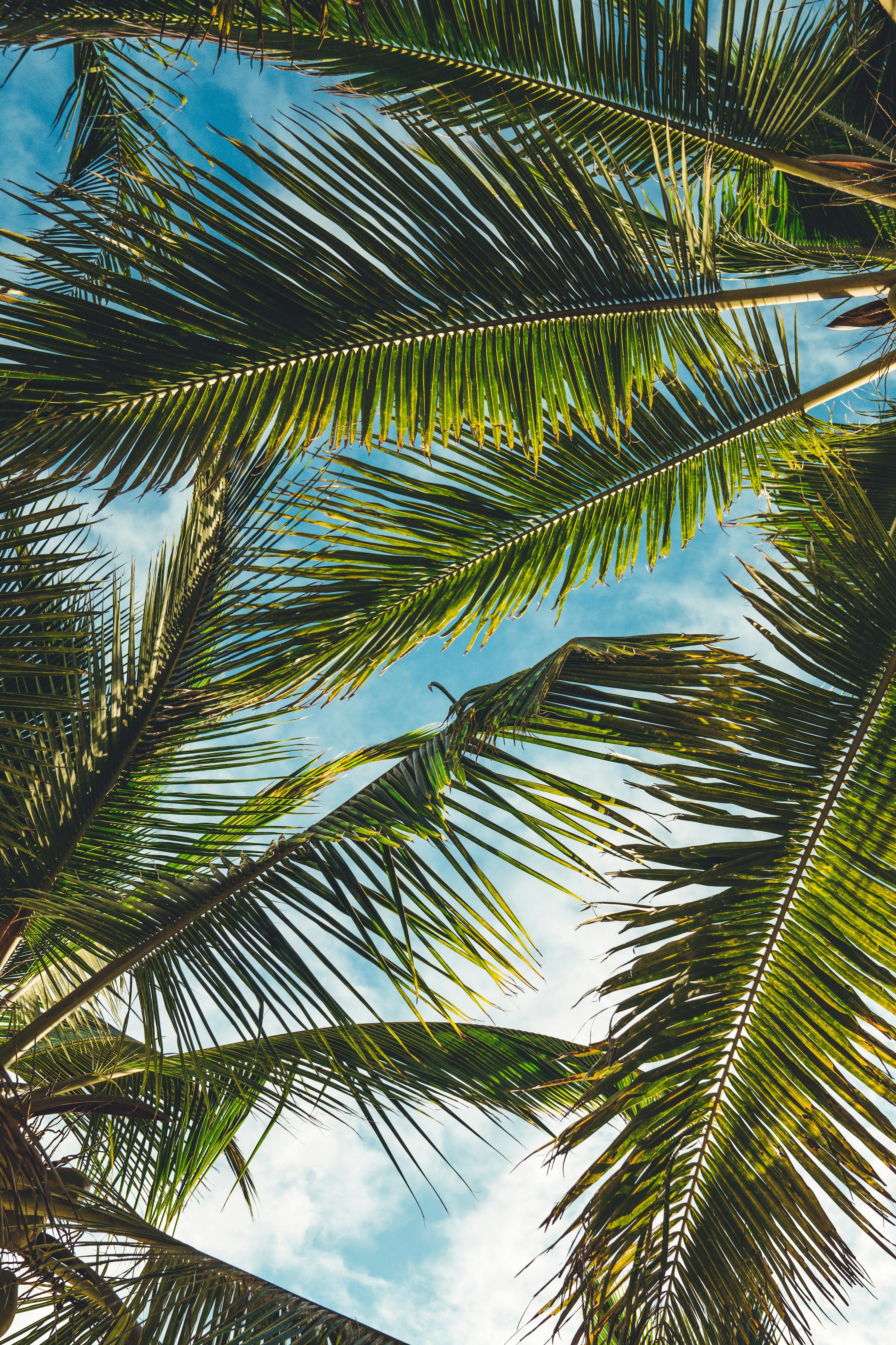 3000x4500 Tropical Wallpaper: Free HD Download [4K]