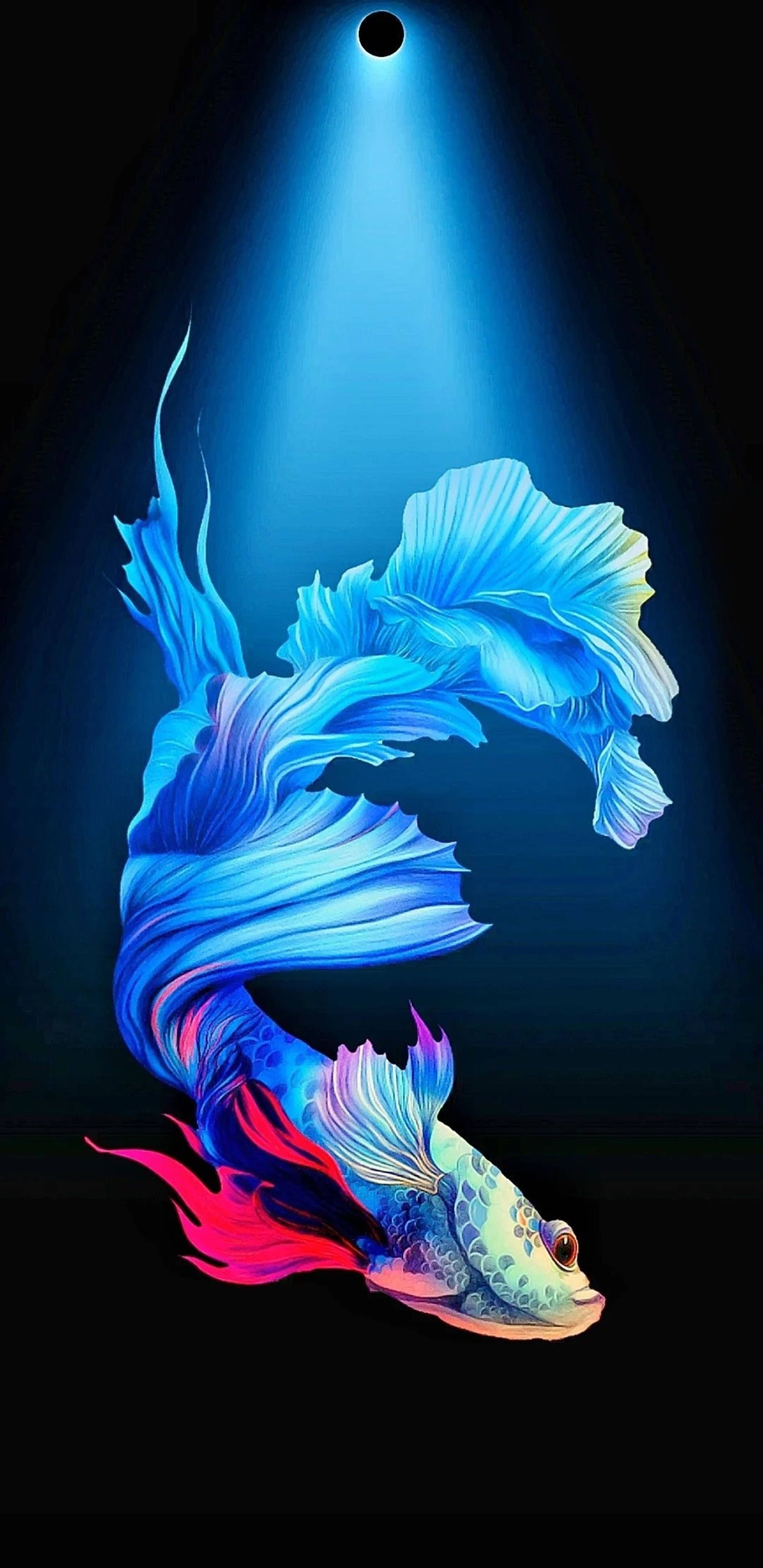 2189x4500 Download Blue Betta Fish Punch Hole 4K Wallpaper