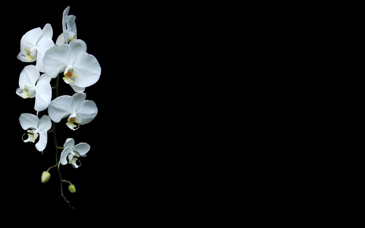 1280x800 black Background, Orchids, White Flowers, Flowers Wallpaper HD / Desktop and Mobile Background