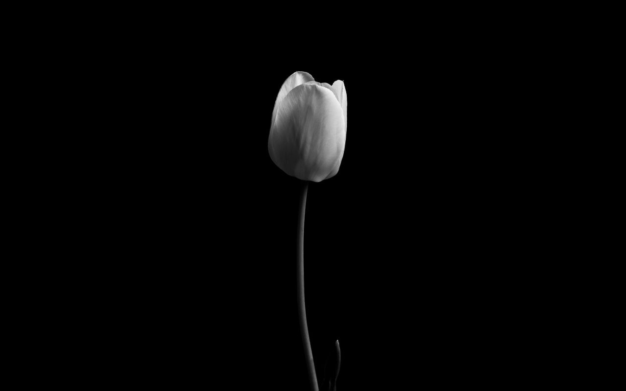 1280x800 Tulip 4K UHD Wallpaper for UltraHD Desktop and TV : Widescreen and UltraWide Display : Dual Monitor : Smartphone and Tablet Devices
