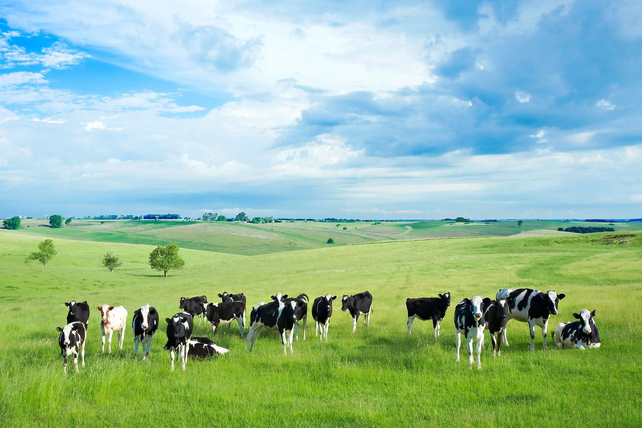 Cow Farm Wallpaper