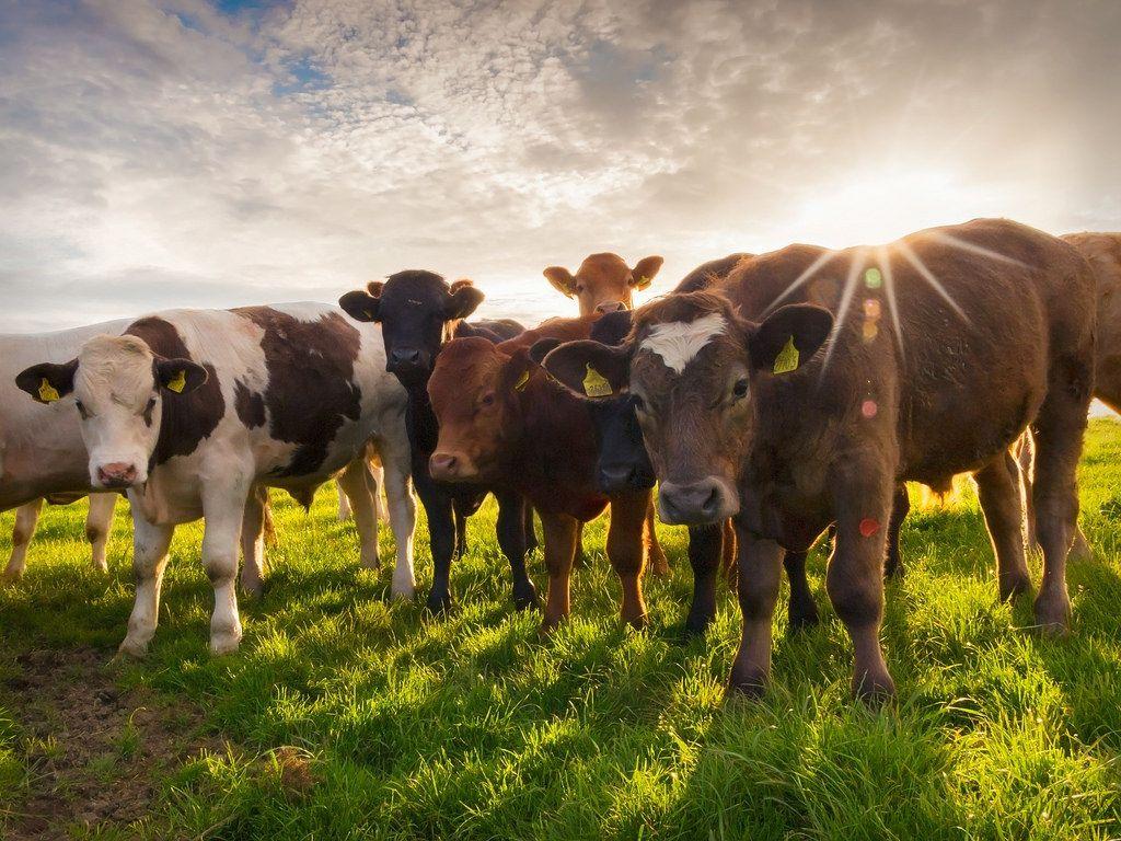 Cow Farm Wallpapers - Top Free Cow Farm Backgrounds - WallpaperAccess