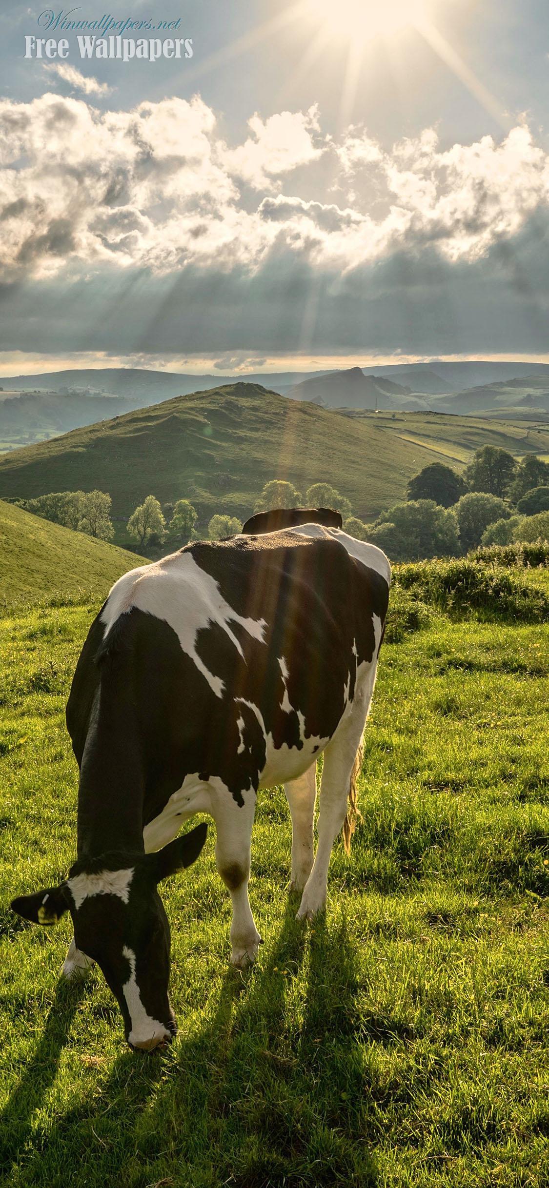 wallpapers for iphone cow｜TikTok Search