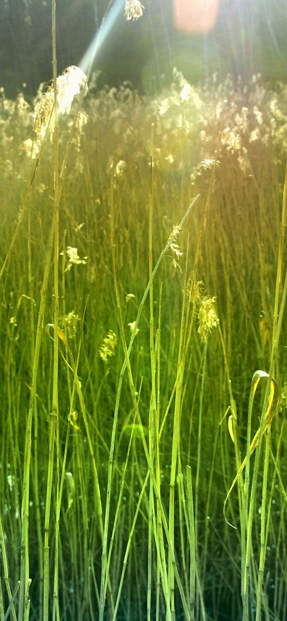 1125x2436 Free download HD 1440x2560 nature farmer moto phone wallpaper mobile background [1440x2560] for your Desktop, Mobile & Tablet. Explore 1440x2560 Phone Wallpaperx2560 Wallpaper Vertical, 1440x2560 HD Wallpaper, LG