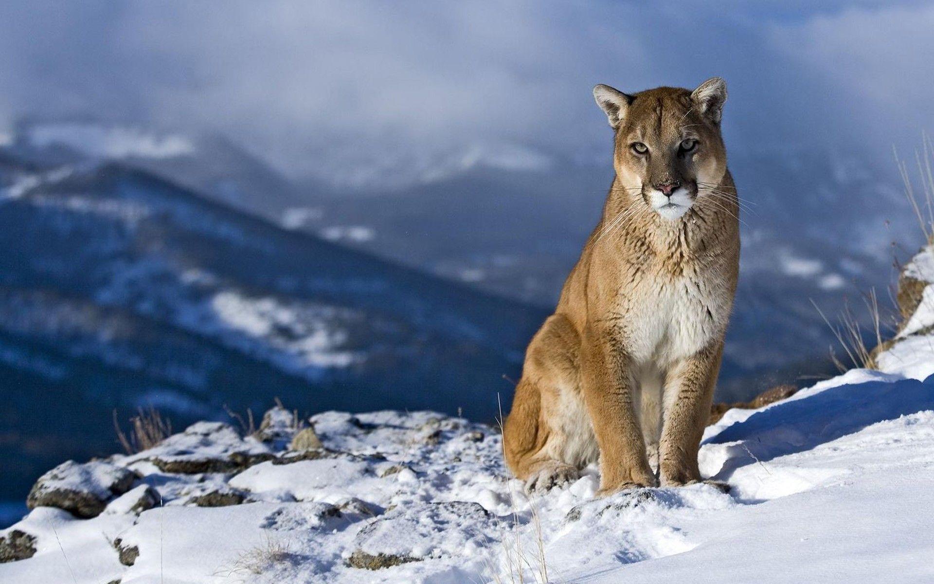 1920x1200 Mountain Lion Background. Lion King Disney Wallpaper, Amazing Lion Wallpaper and Dandelion Wallpaper