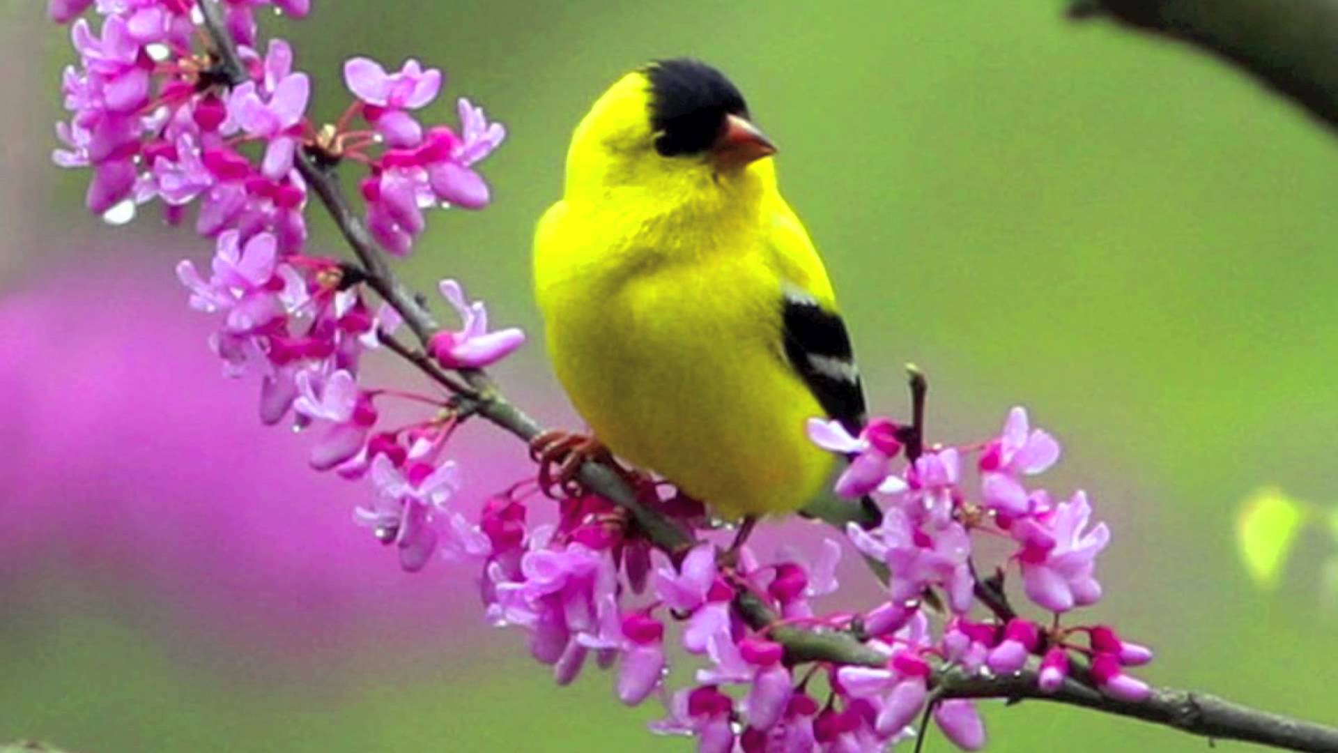 Birds Flowers Nature Wallpapers Top Free Birds Flowers Nature 
