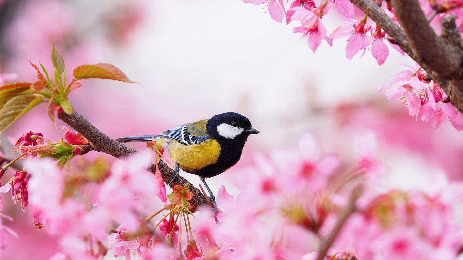 1600x900 Wallpaper Sakura, pink flowers, bird, tit, spring 1920x1440 HD Picture, Image