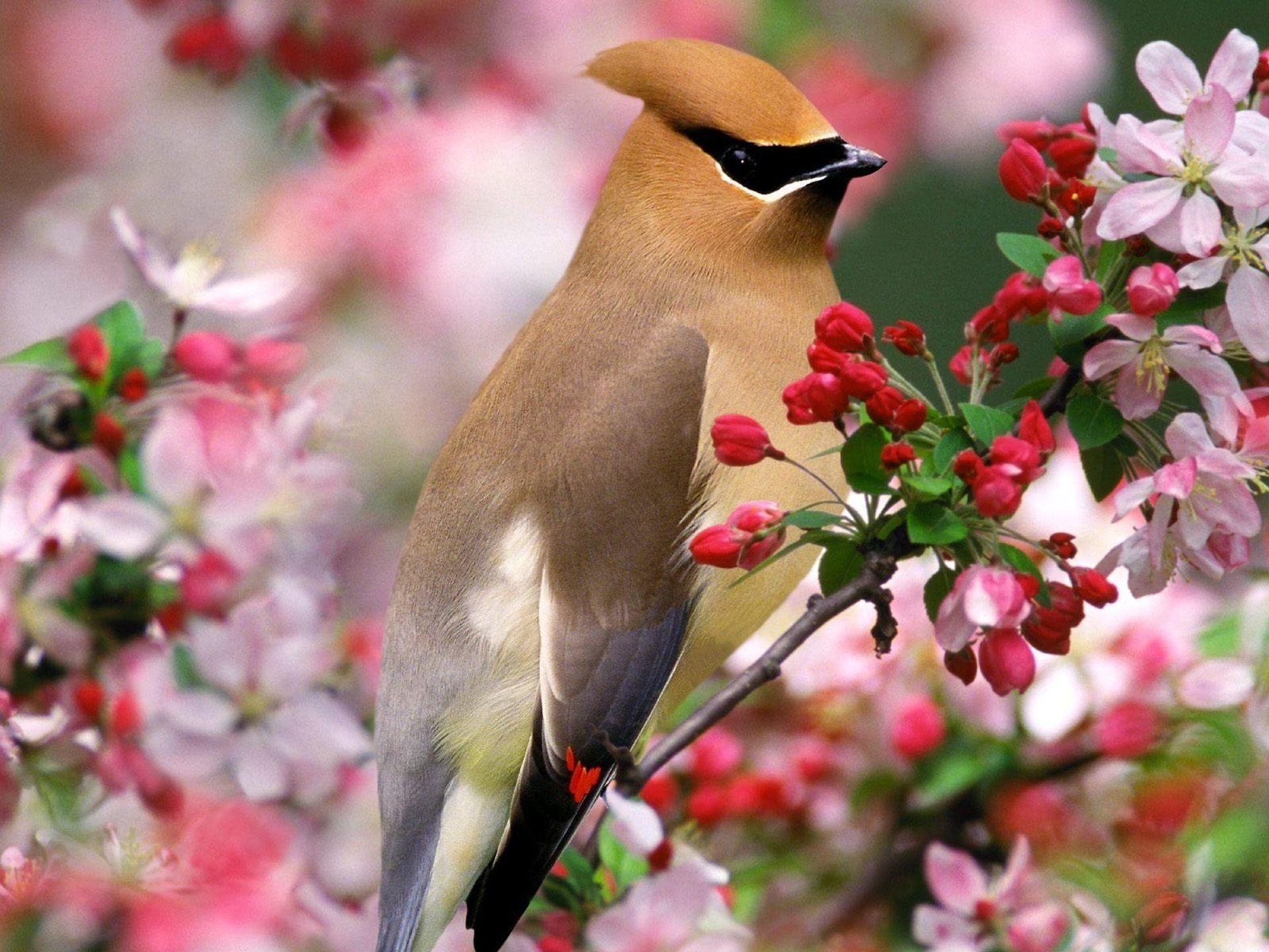 Flowers Birds Wallpapers - Top Free Flowers Birds Backgrounds - WallpaperAccess