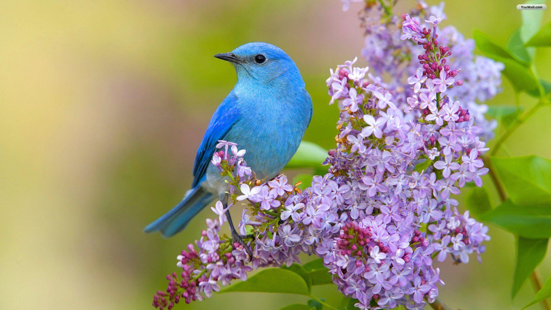 1920x1080 Wallpaper With Birds