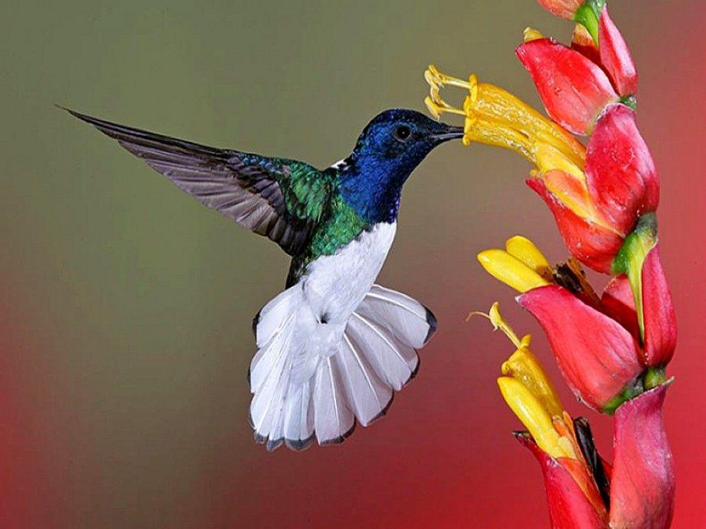 1024x768 flowers for flower lovers.: Flowers and birds beautiful wallpaper