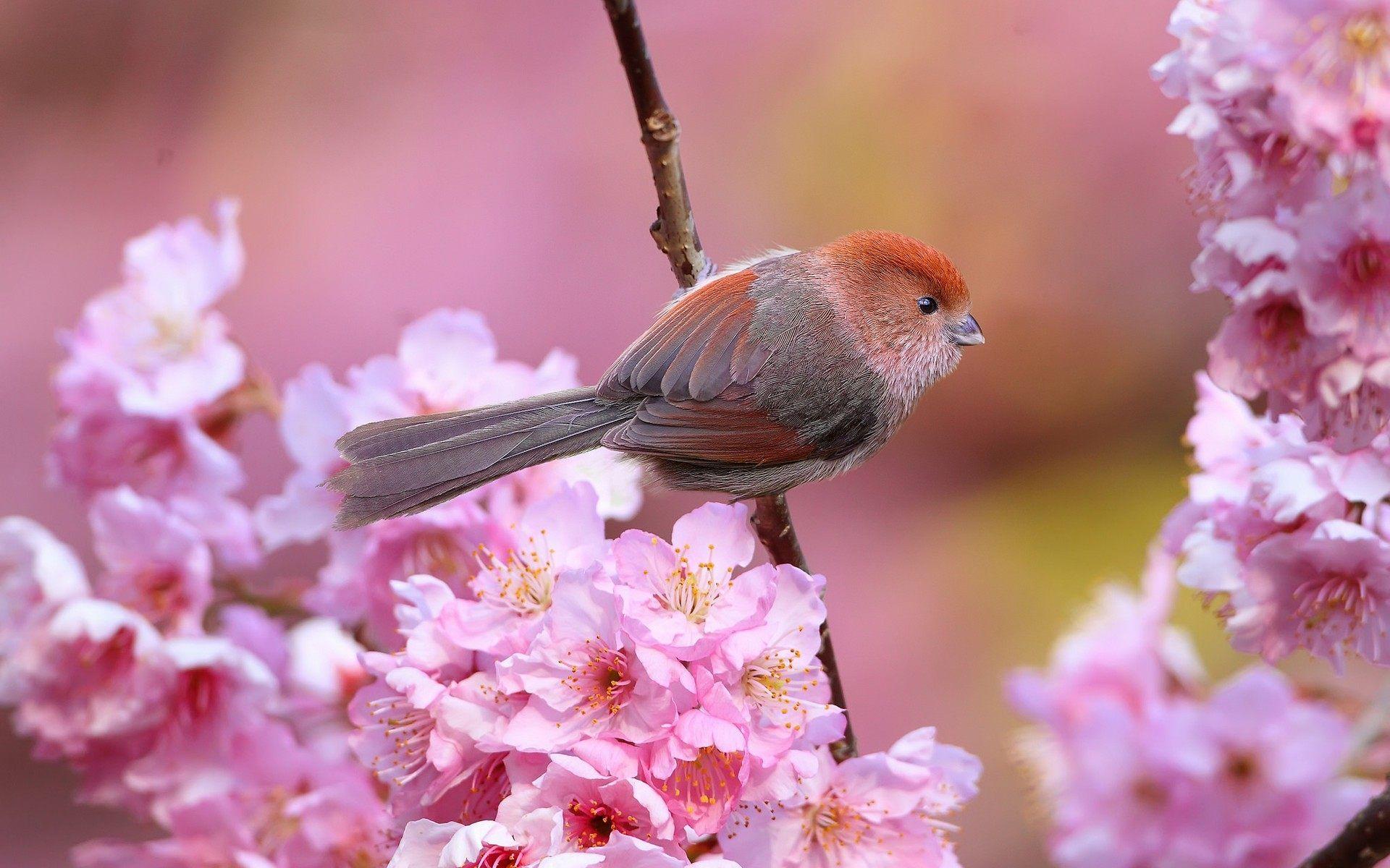 1920x1200 Little Birds And Flowers Wallpaper & Background Download