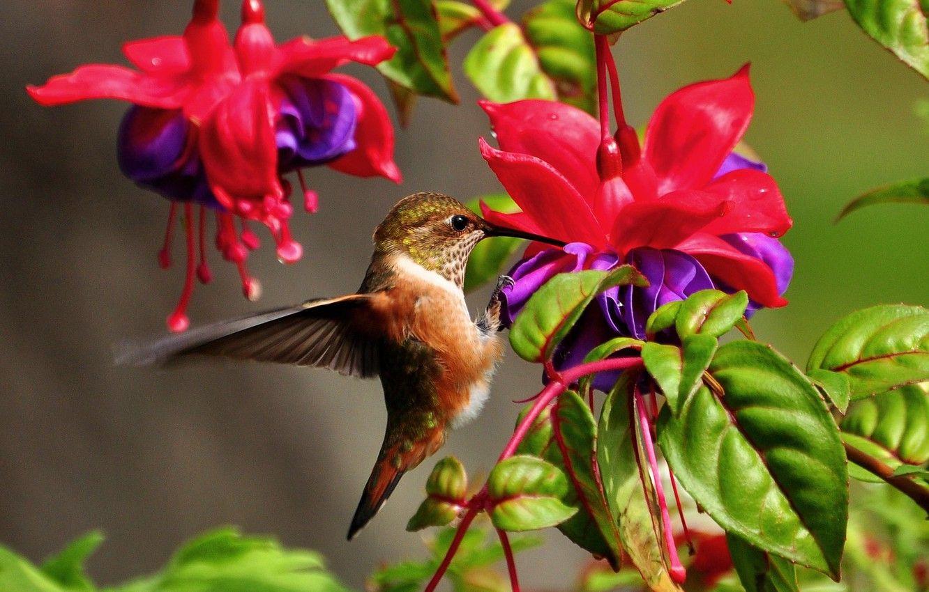 1332x850 Wallpaper leaves, flowers, nature, Hummingbird, bird, fuchsia image for desktop, section животные