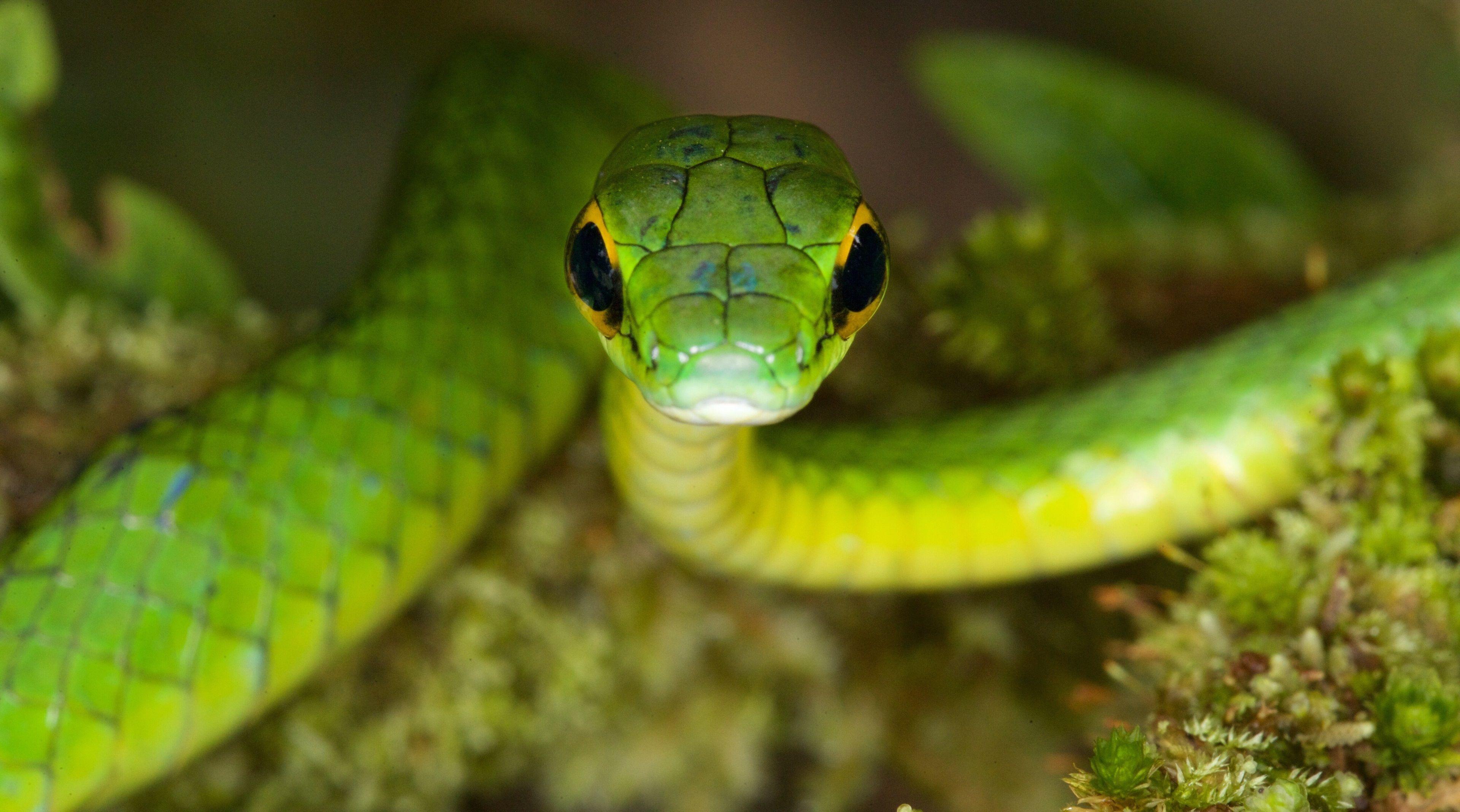 3840x2136 satiny parrot snake 4k wallpaper for pc free. Snake, 4k wallpaper for pc, Animal wallpaper