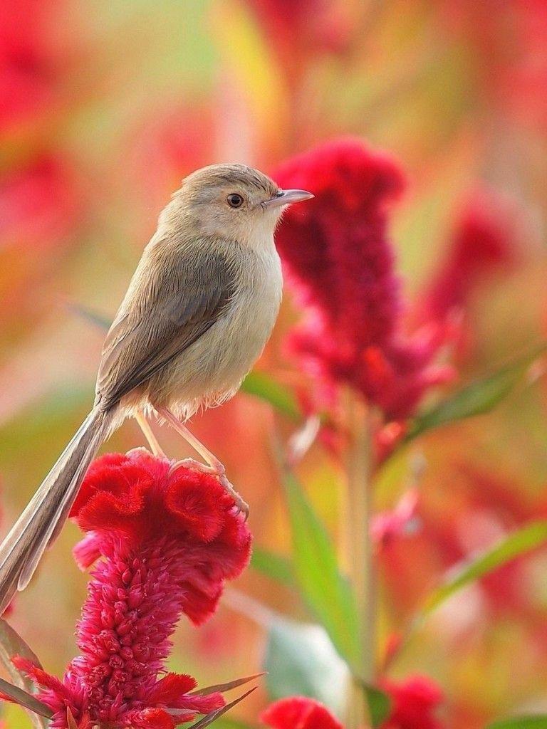 768x1024 Flowers And Birds Wallpaper For Desktop And Mobile Non Retina IPad