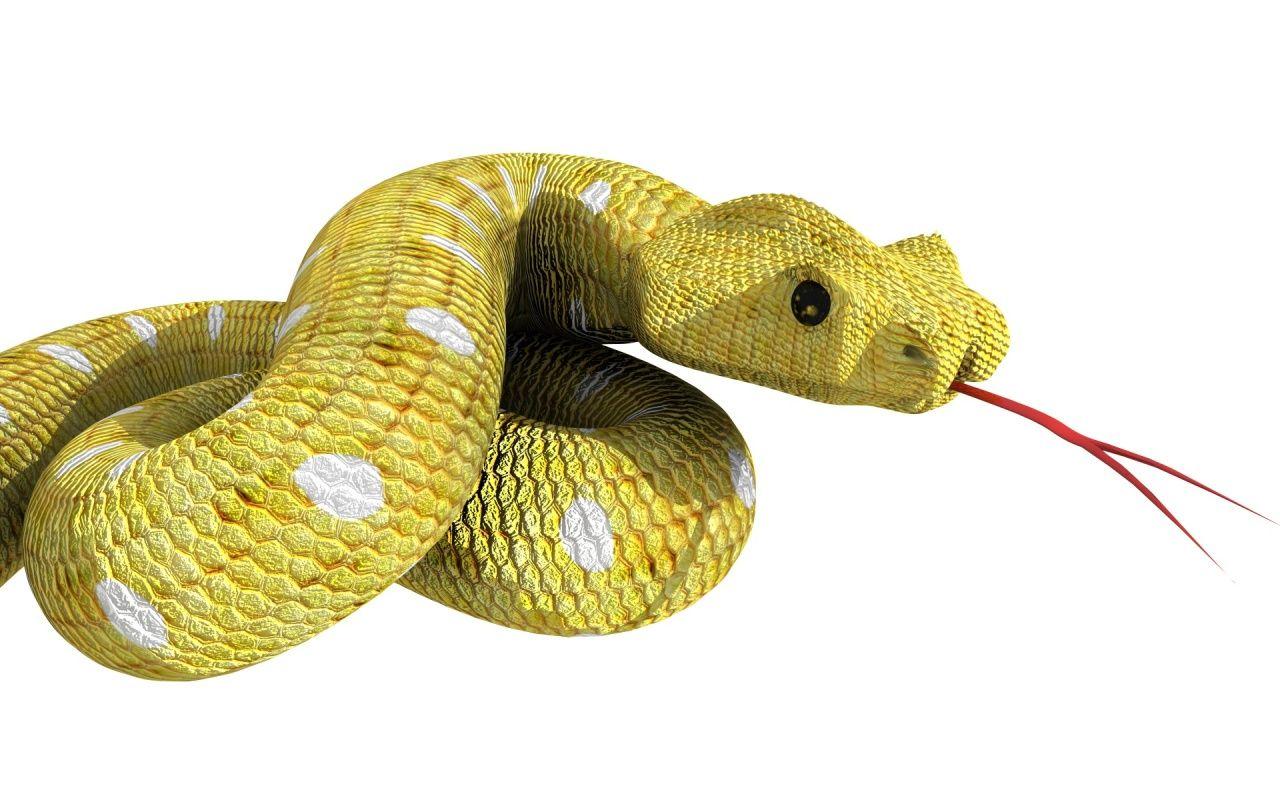 1280x800 Best Jungle Life: Snake Face Picture Snake Face Free Wallpaper download for Desktop